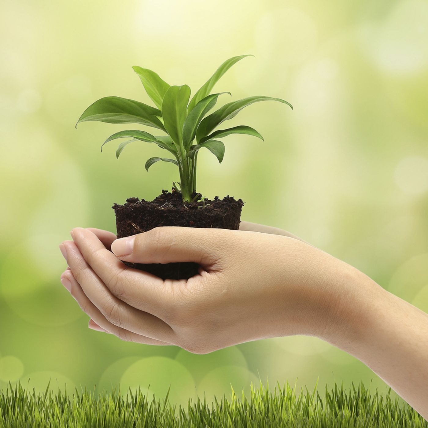 Cuidemos el medio ambiente