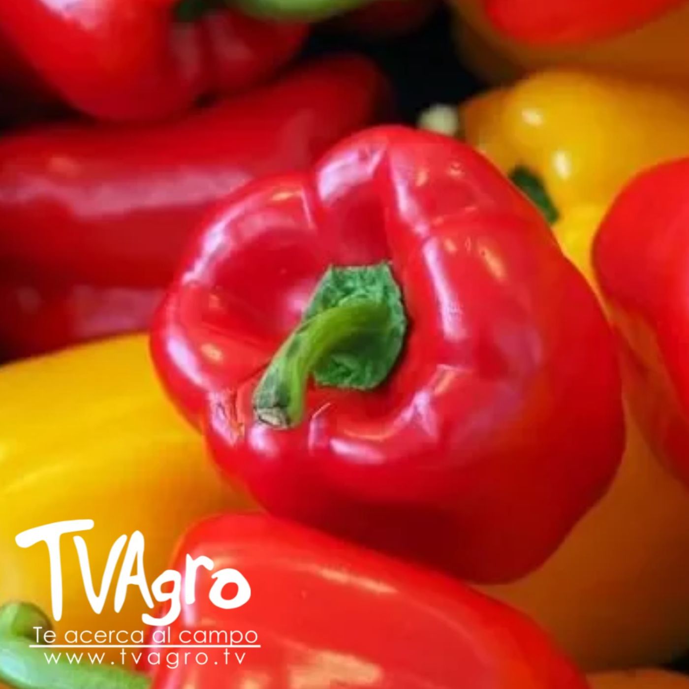 TV AGRO