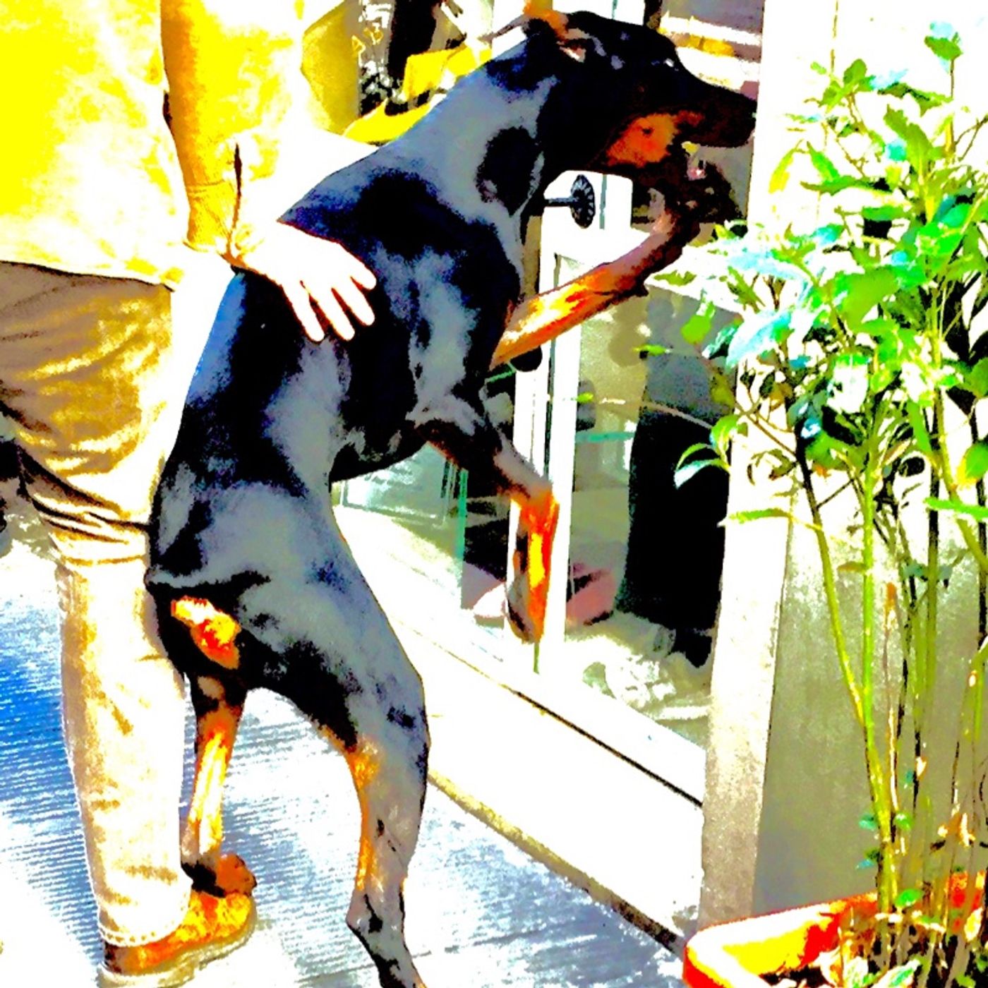 synchro/cane al potere