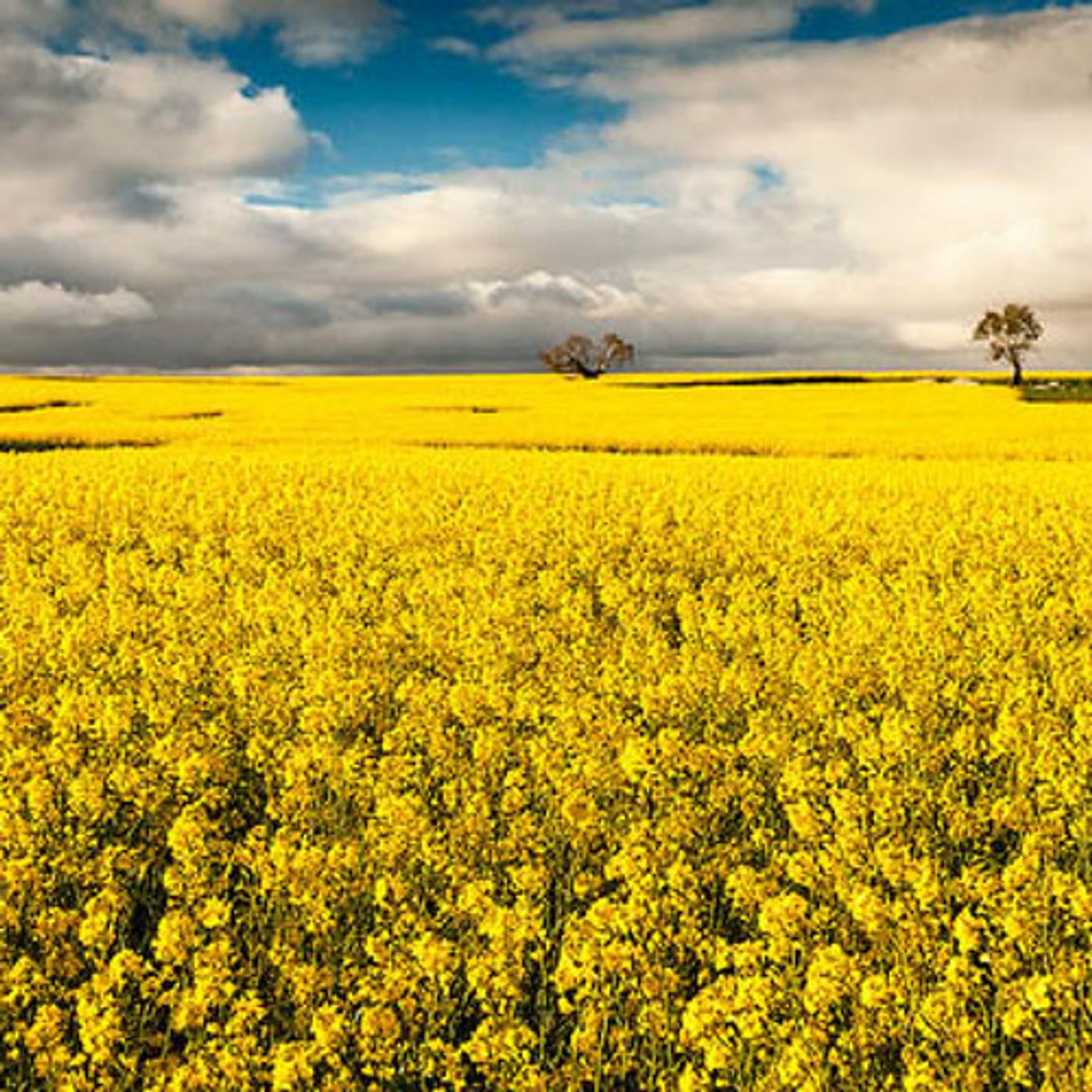 Despite Controversy, Oregon Says Yes To Canola Production episode artwork