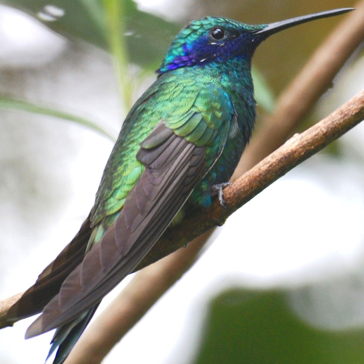 Historias de Miedo Diciembre 22 2020 EL COLIBRÍ