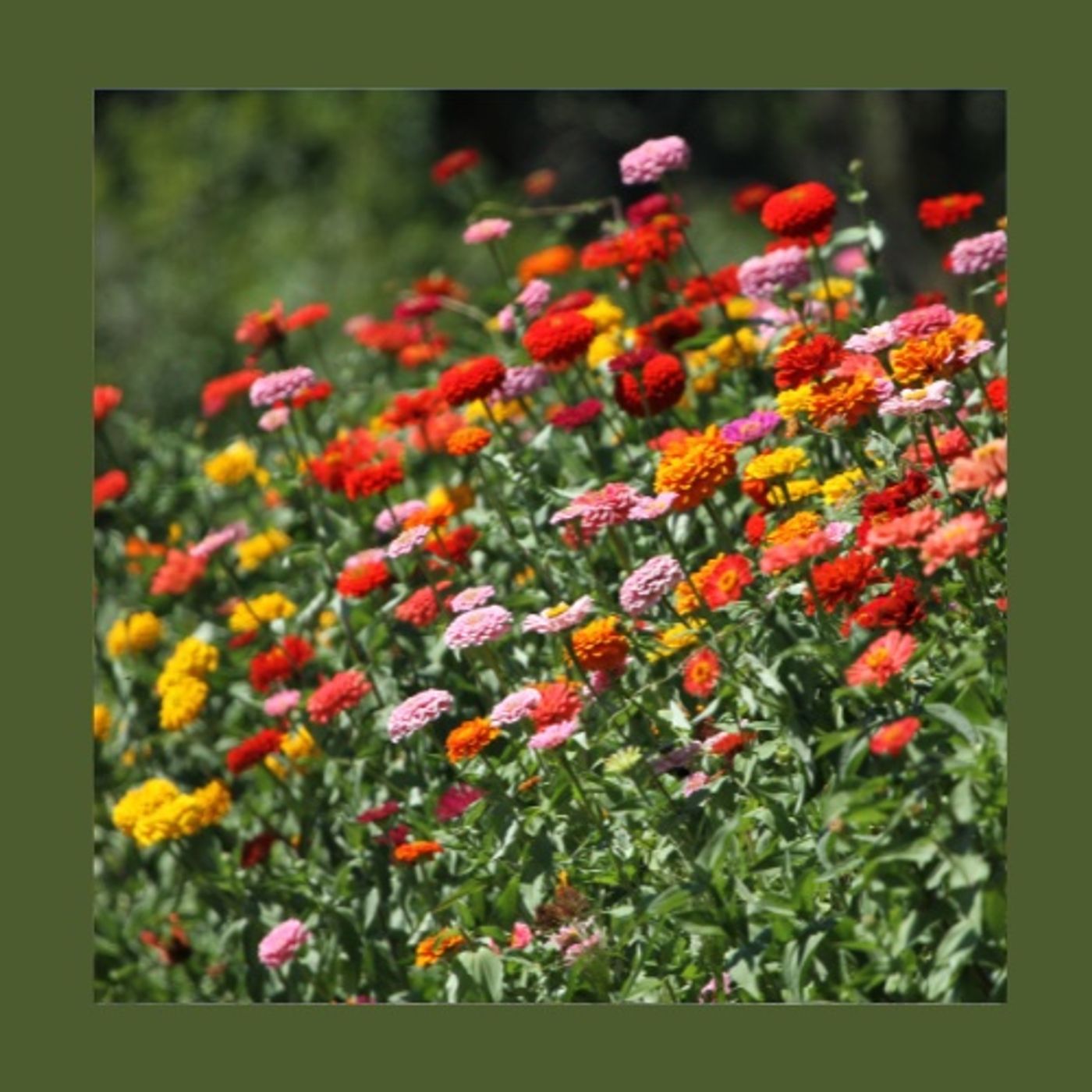 #236 Non coltivare tutto: scegli le piante giuste per il tuo giardino episode artwork