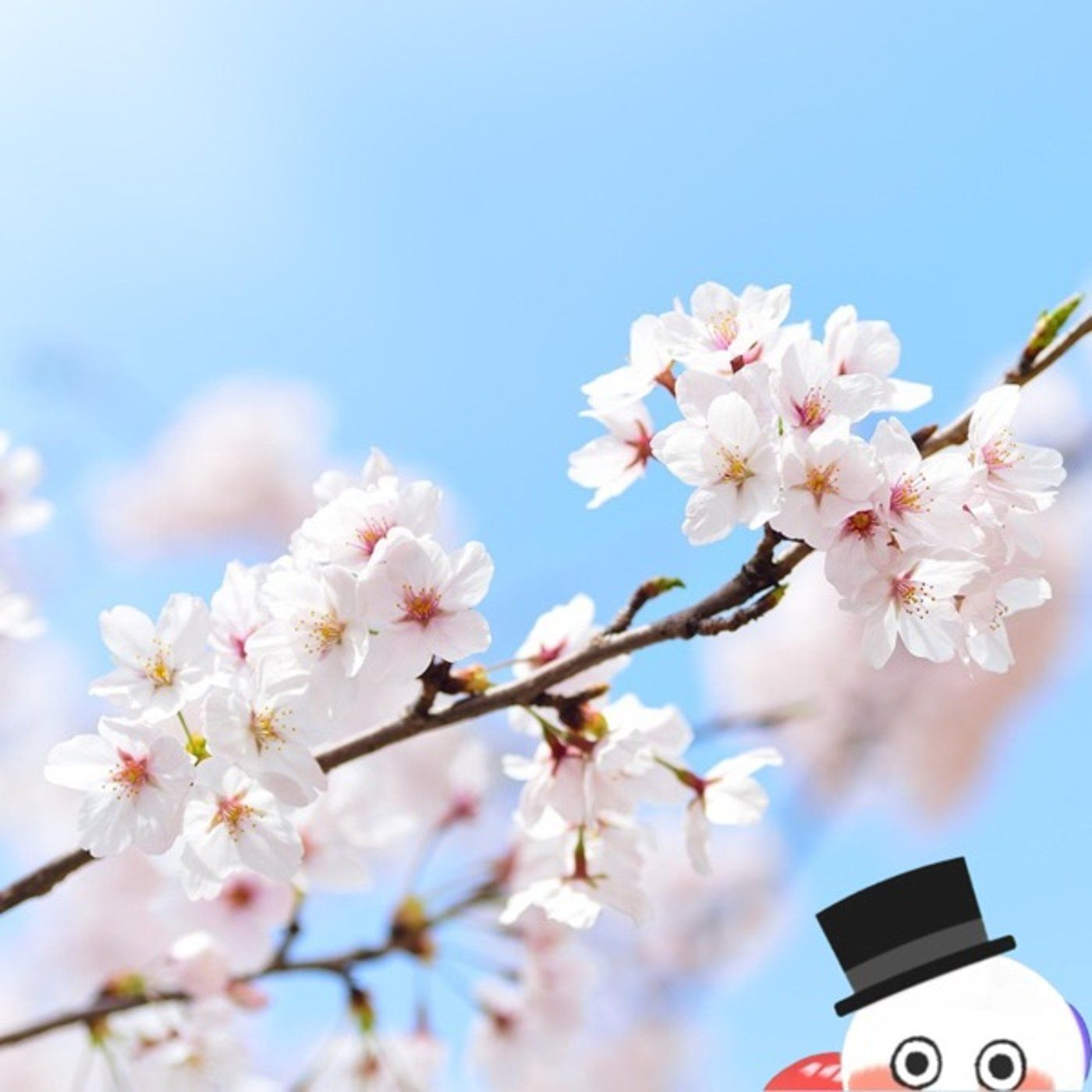 【桜と晴天】 episode artwork