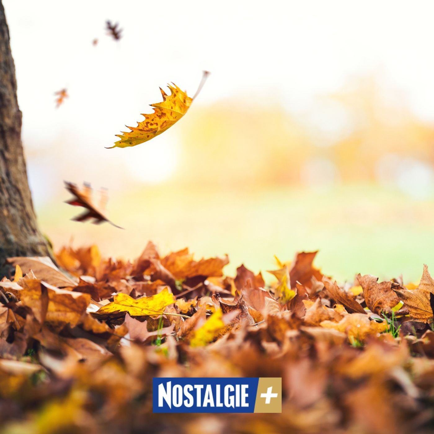 Pourquoi les feuilles changent de couleur en automne? Voici une explication simple et fascinante