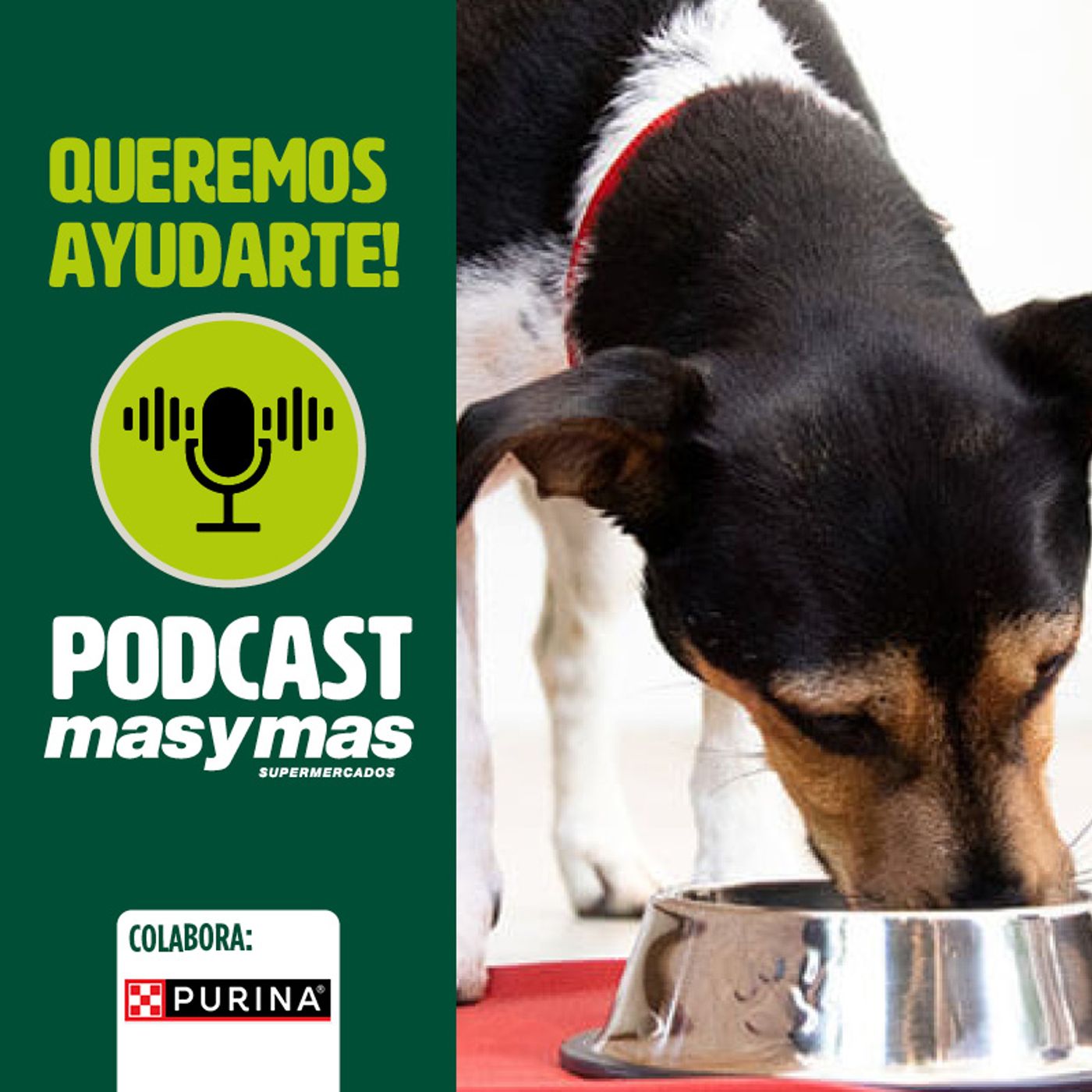 Bases de una buena alimentación para perros episode artwork