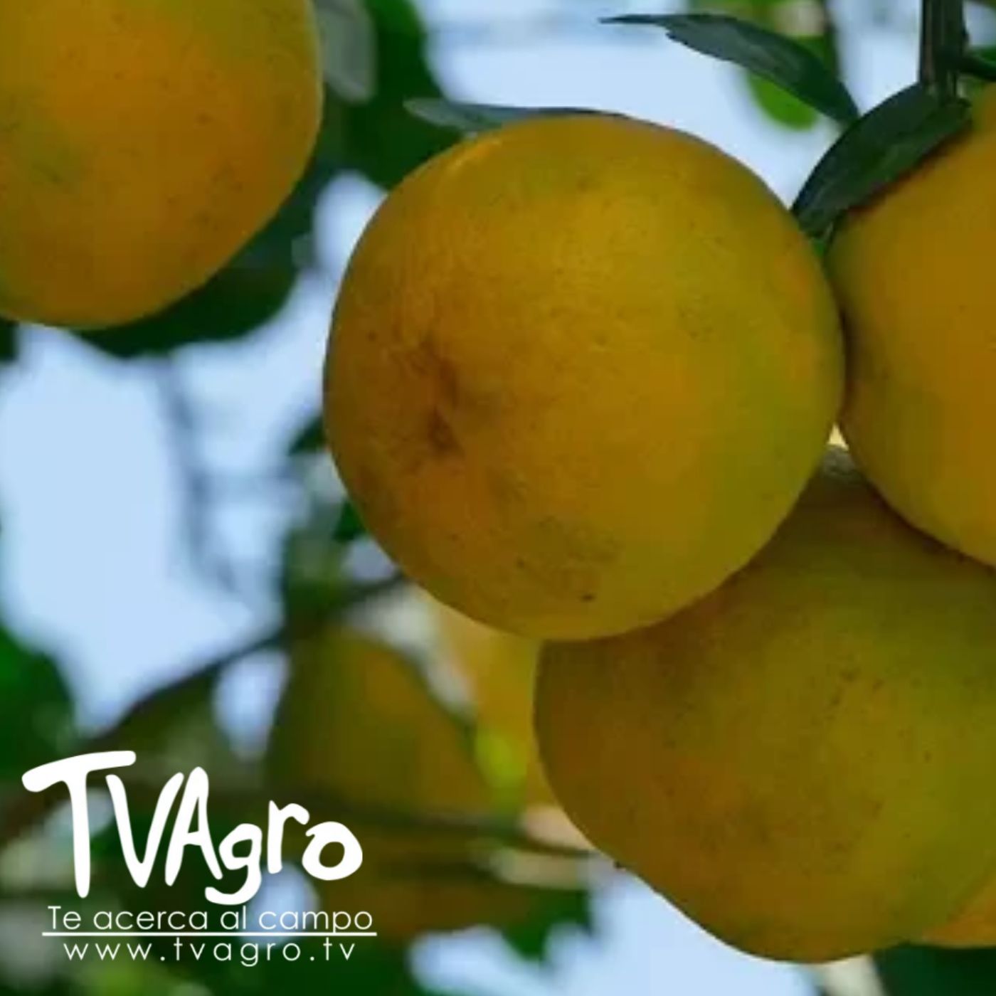 TV AGRO