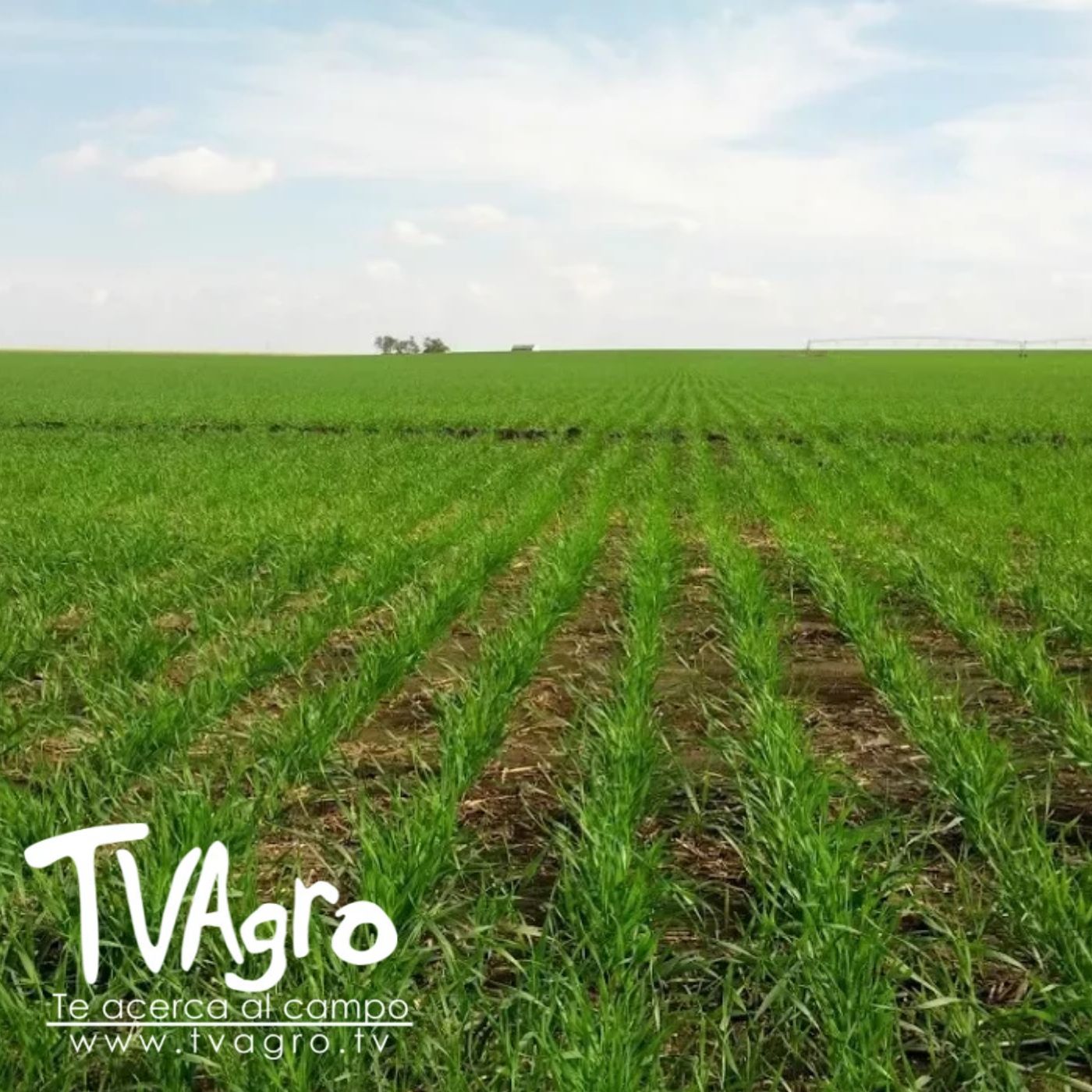 TV AGRO