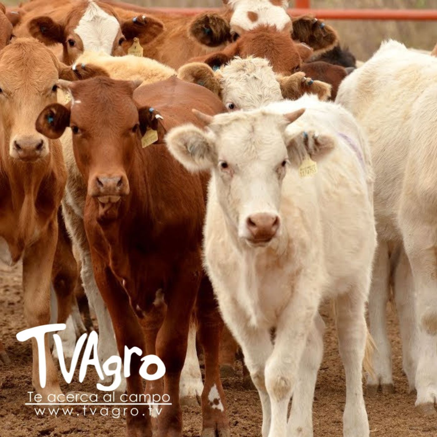 TV AGRO