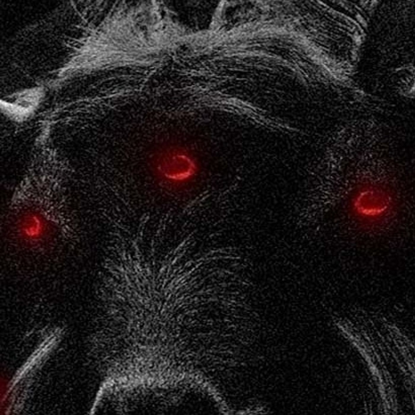 Comportamiento Extraños En Animales Historias De Terror - REDE