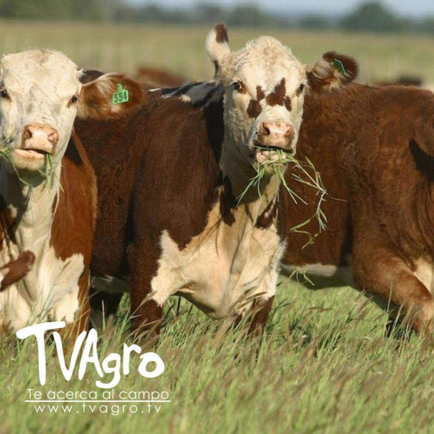 TV AGRO