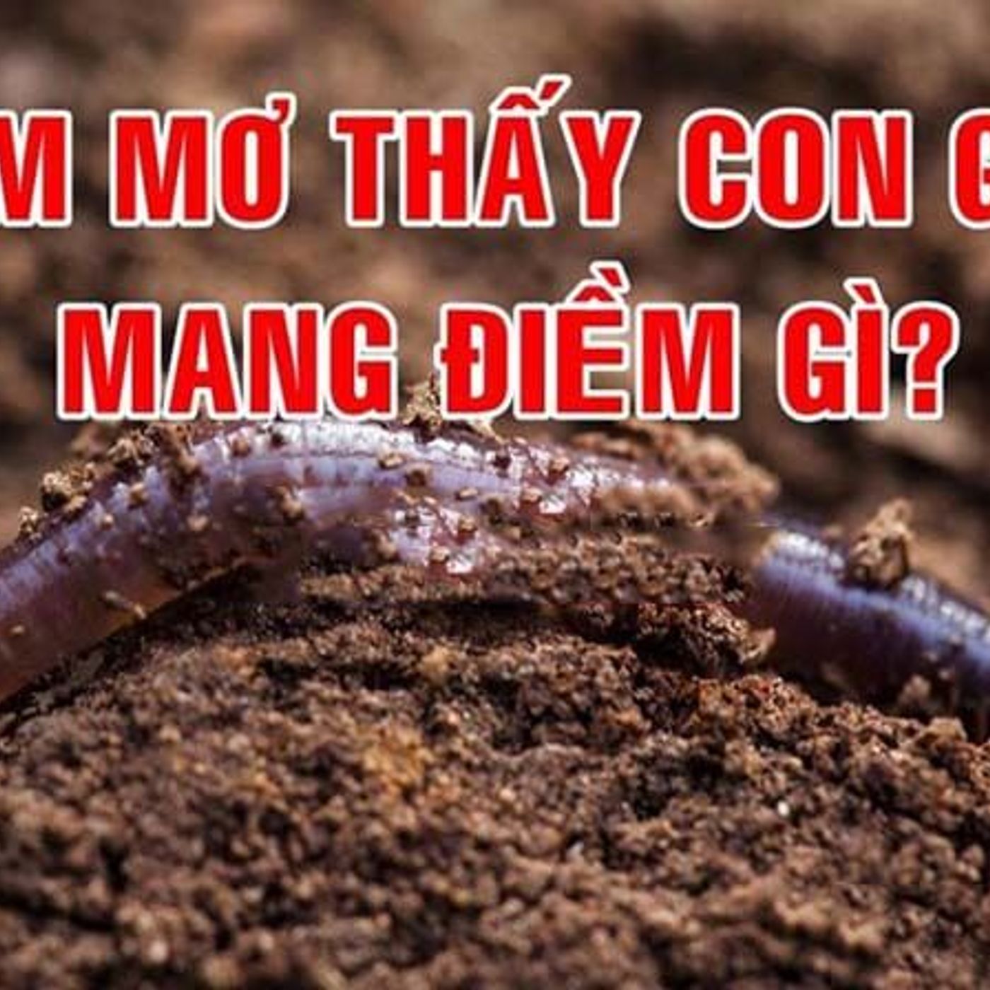 Nằm Mơ Thấy Giun Đất: Bí Ẩn Của Giấc Mơ Và Con Số May Mắn episode artwork