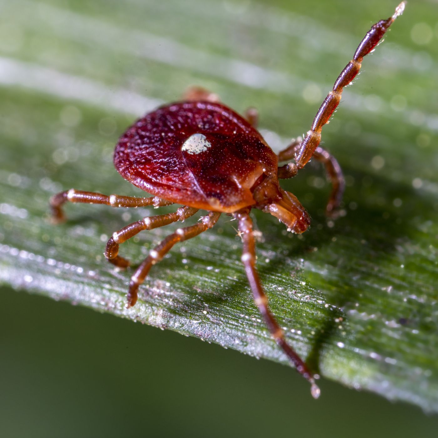 This tick can give you a life-threatening allergy. It’s spreading across the U.S.