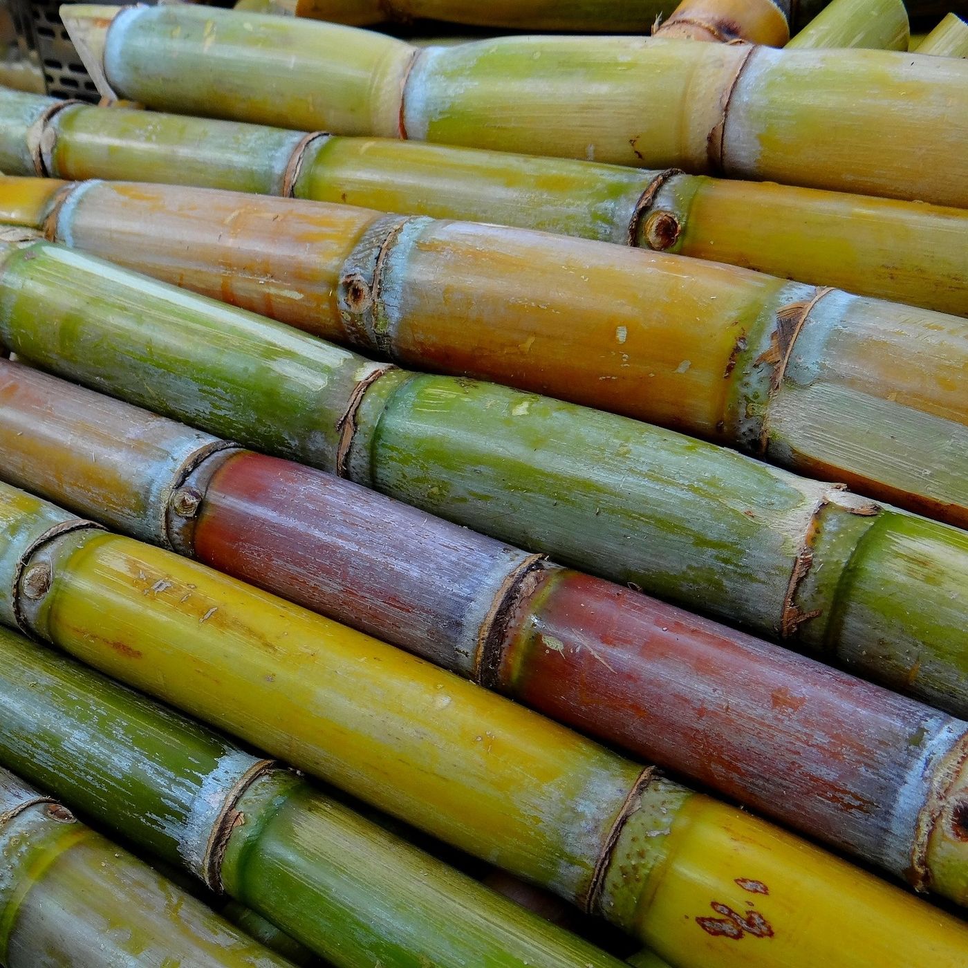 BBCast Agro