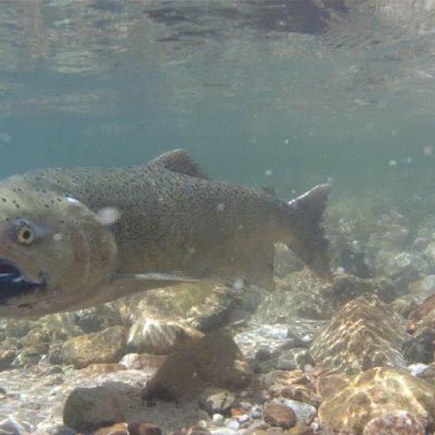 2014 Fall Chinook Returns Could Be Biggest On Record episode artwork