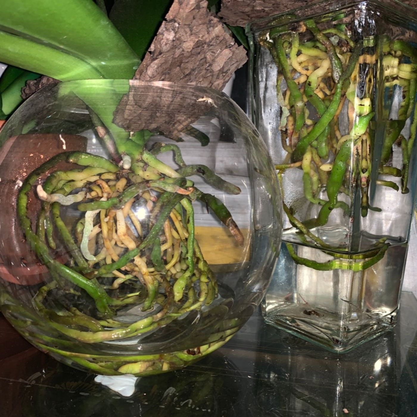 Episode 4 - Orchid Chat With Dr Connors