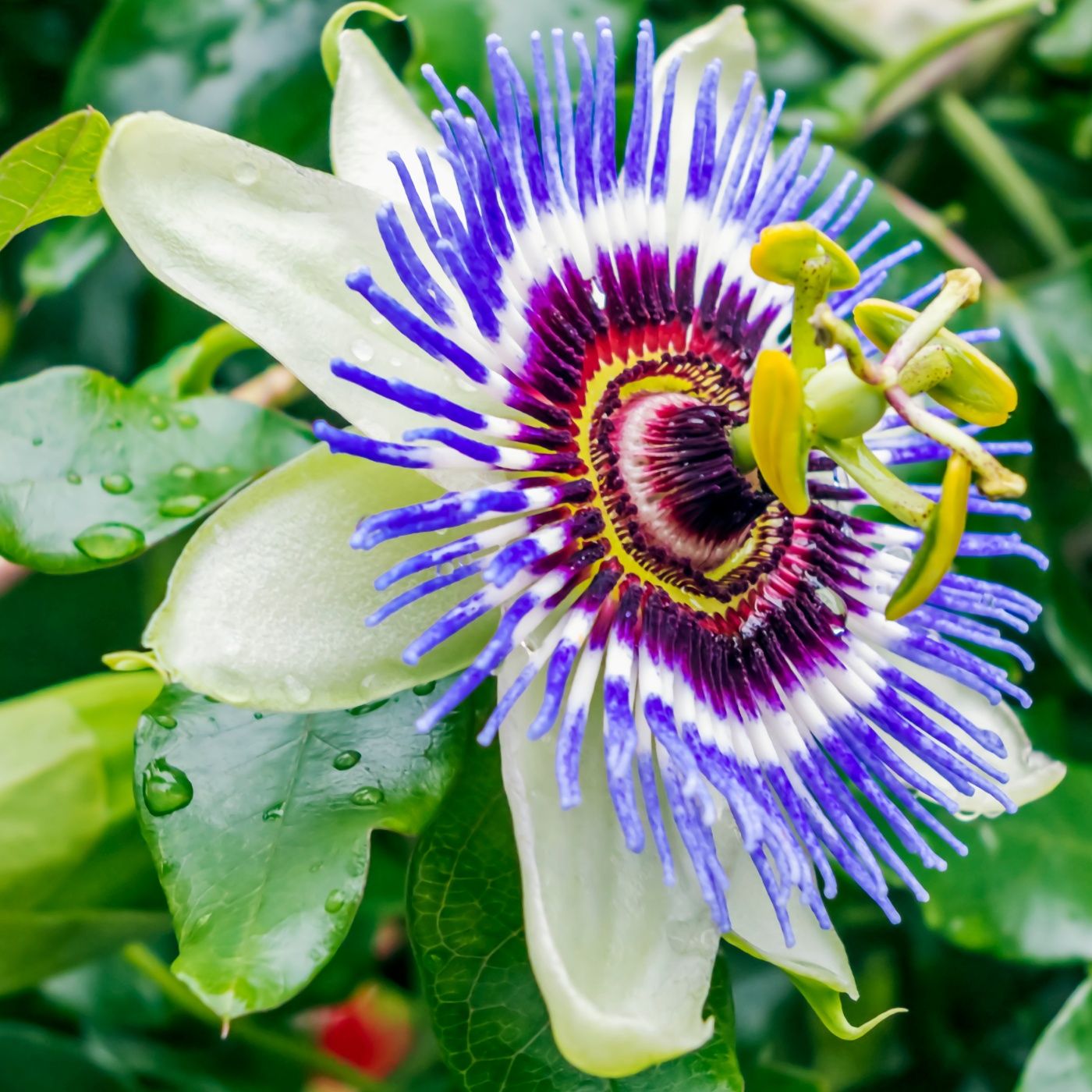 Giardino Futuro