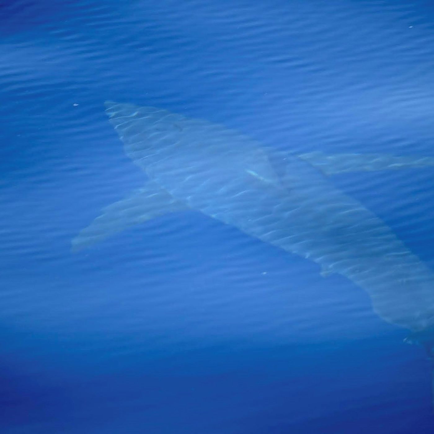 Ecología para todos: Un Belén con tiburones episode artwork