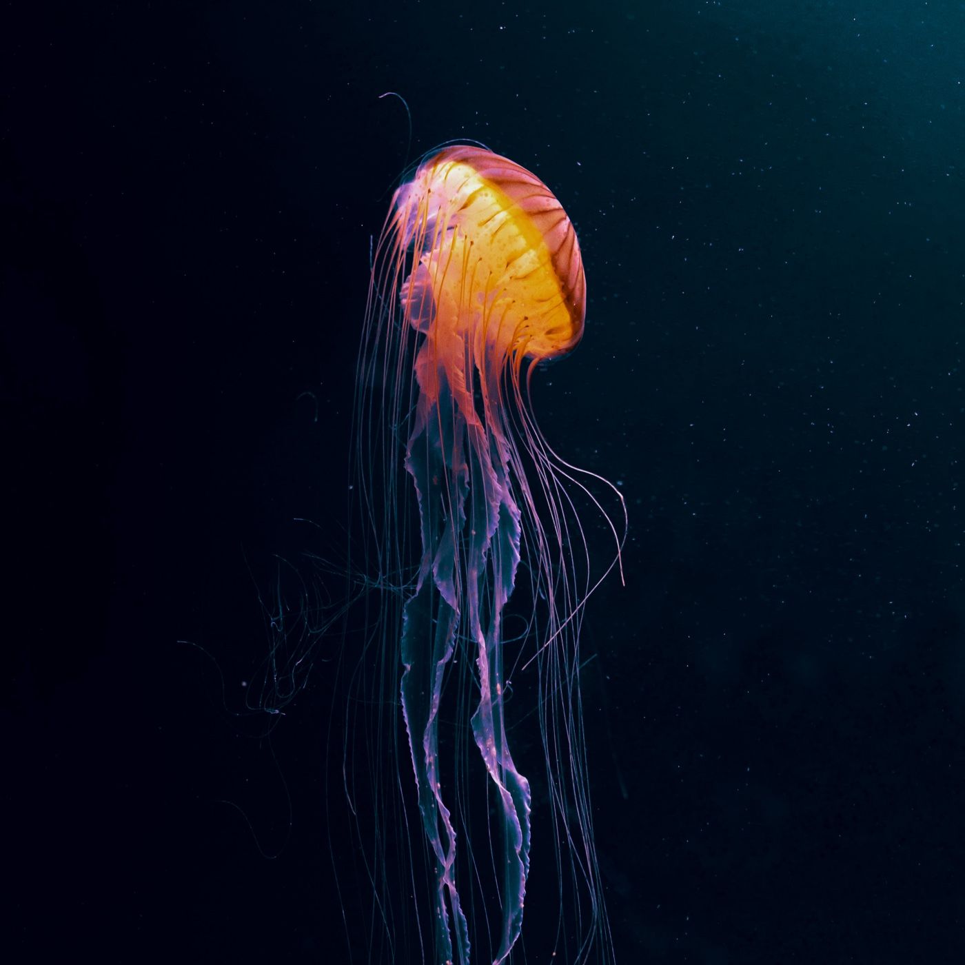 All About Jellyfish