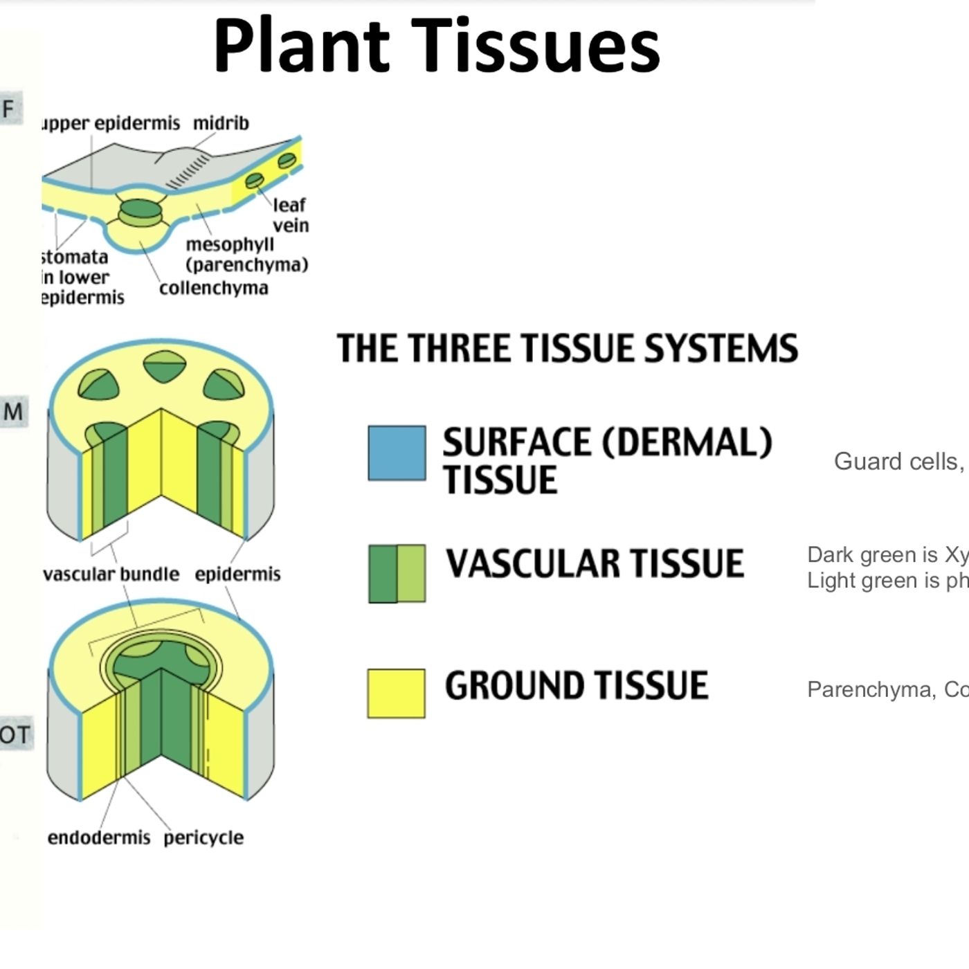 Plant Tissue Systems Lecture