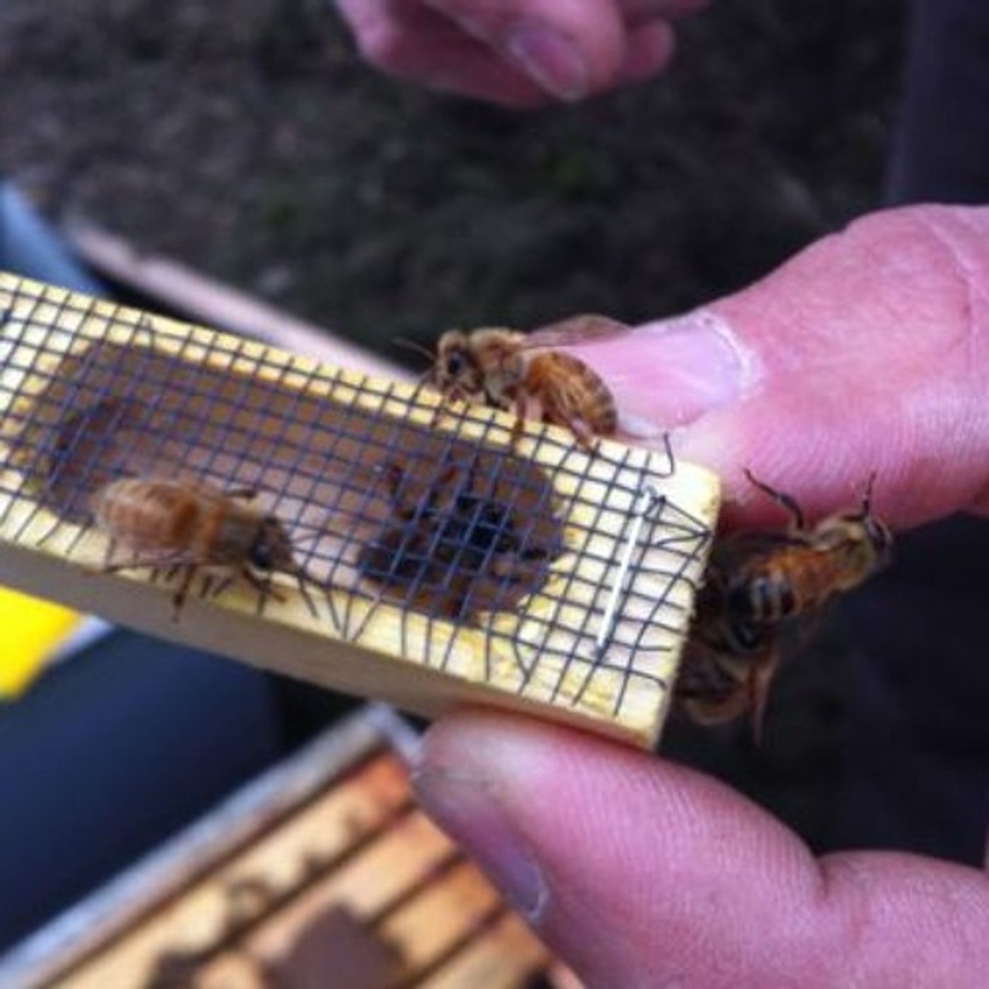 Borrow A Bee And Your Honey Is Free episode artwork