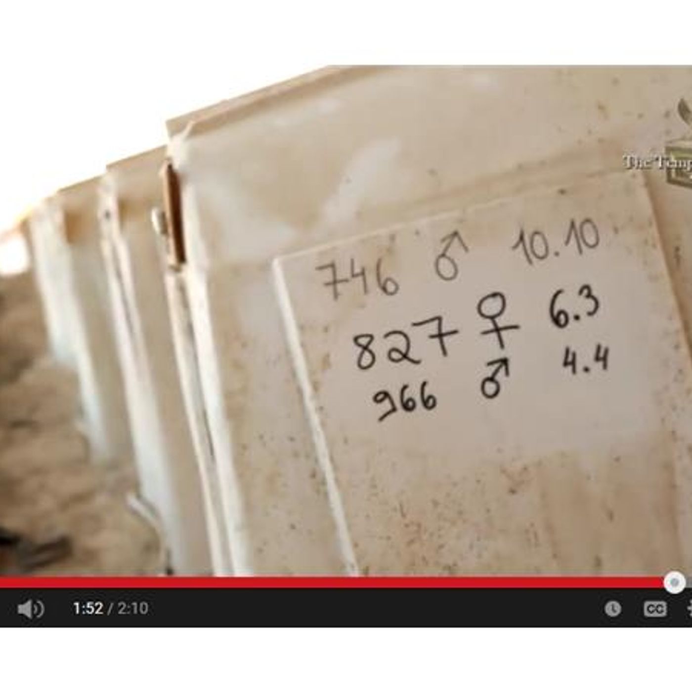 Apocowlypse Now - The Red Heifer Rising