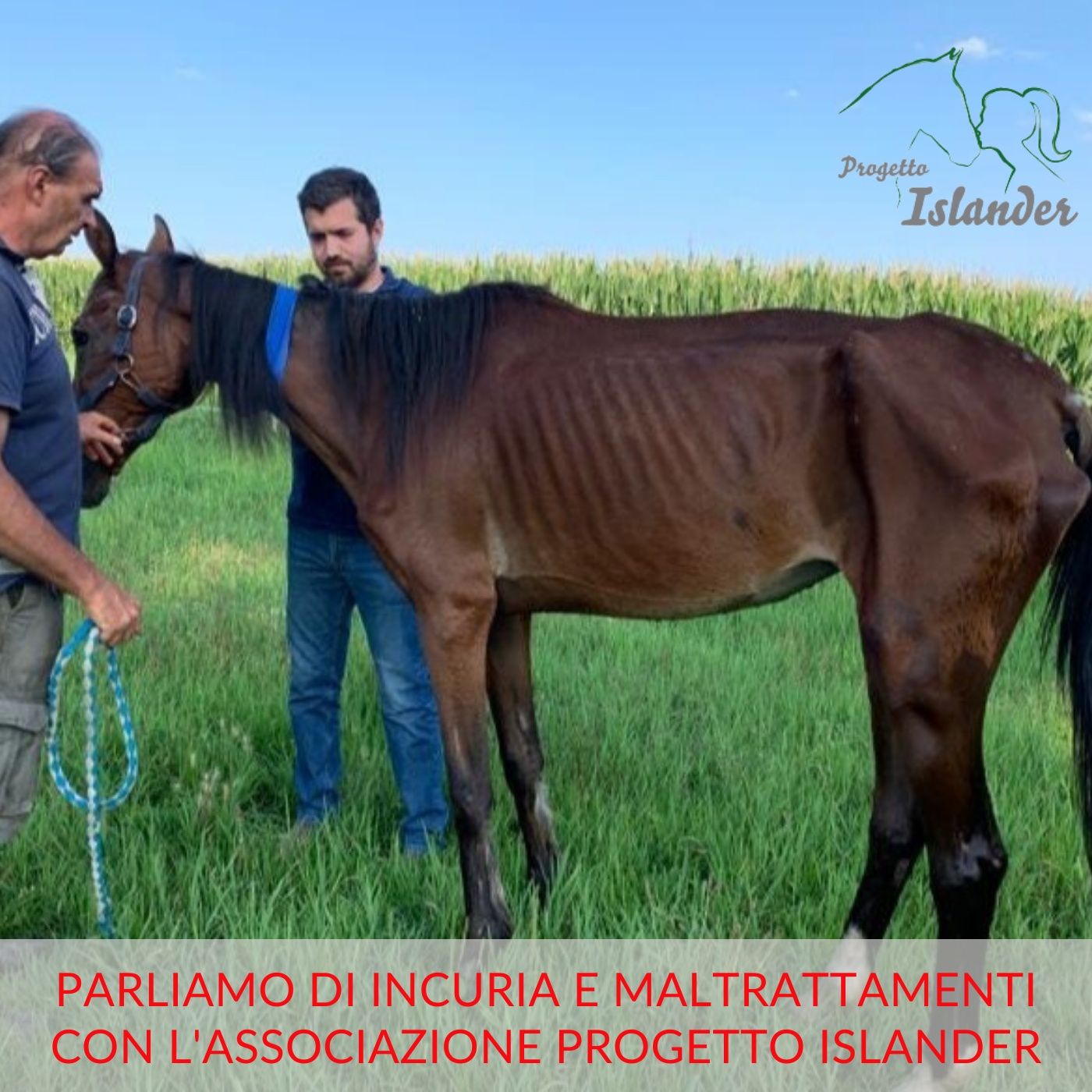 I cavalli: parliamo di salute e benessere