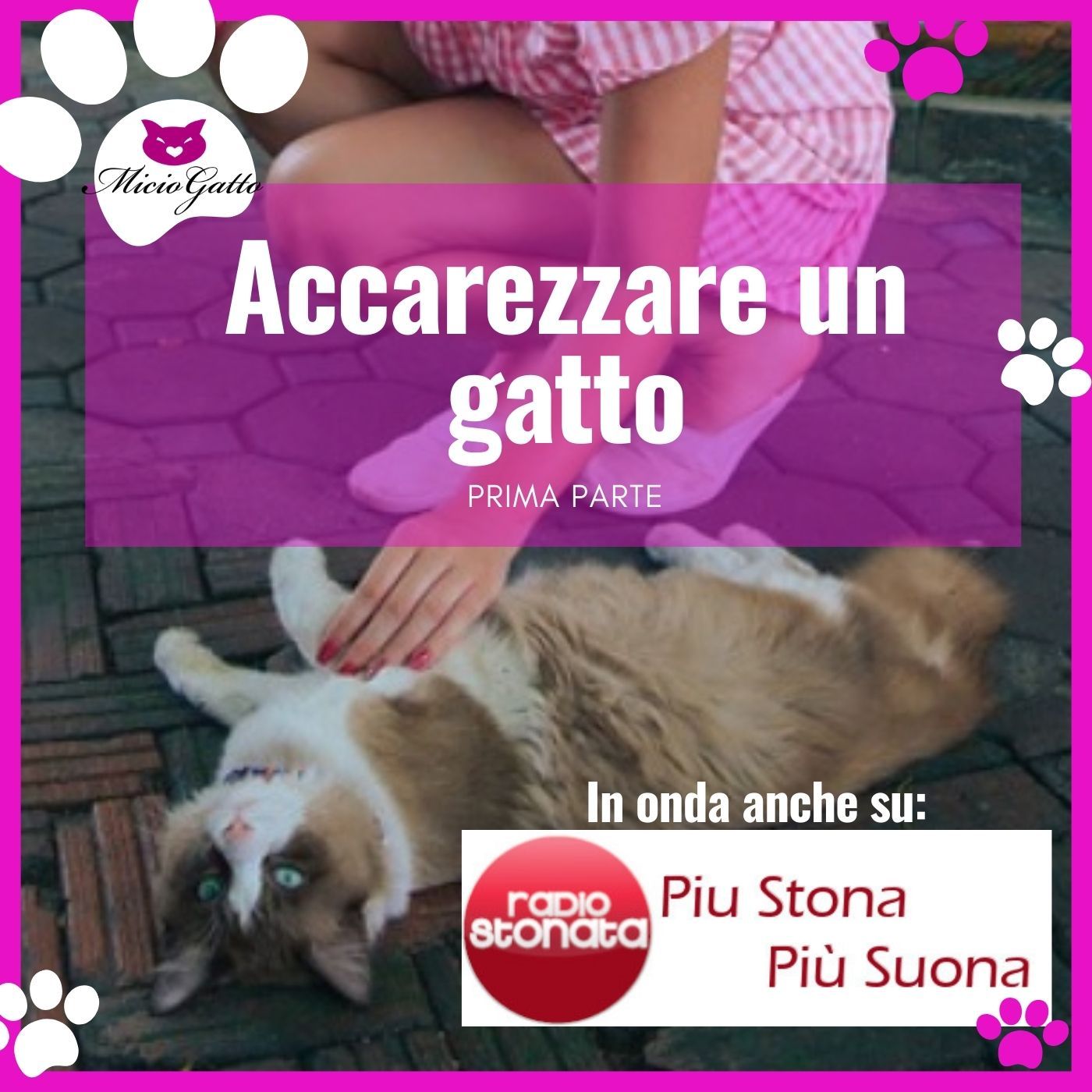 MicioGatto - Tutto sui gatti!