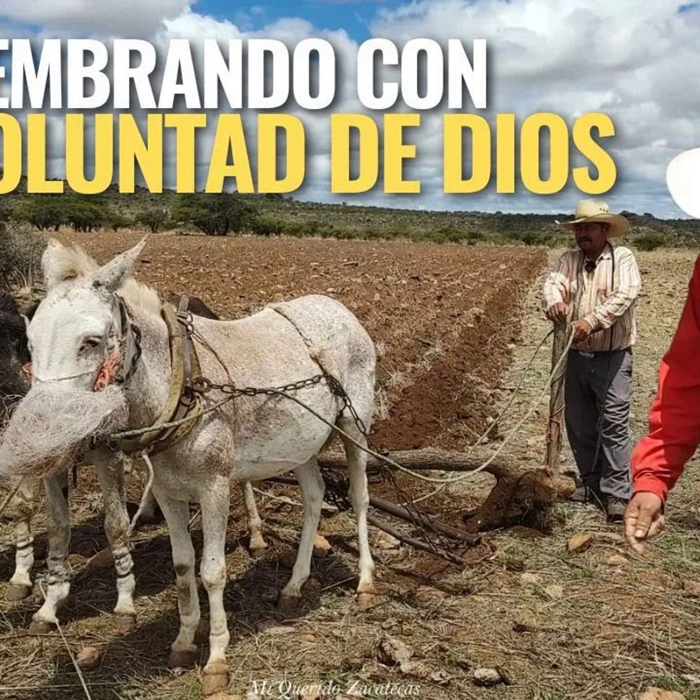 _HASTA QUE PASO LA CANÍCULA NOS LLUVIO PARA SEMBRAR_