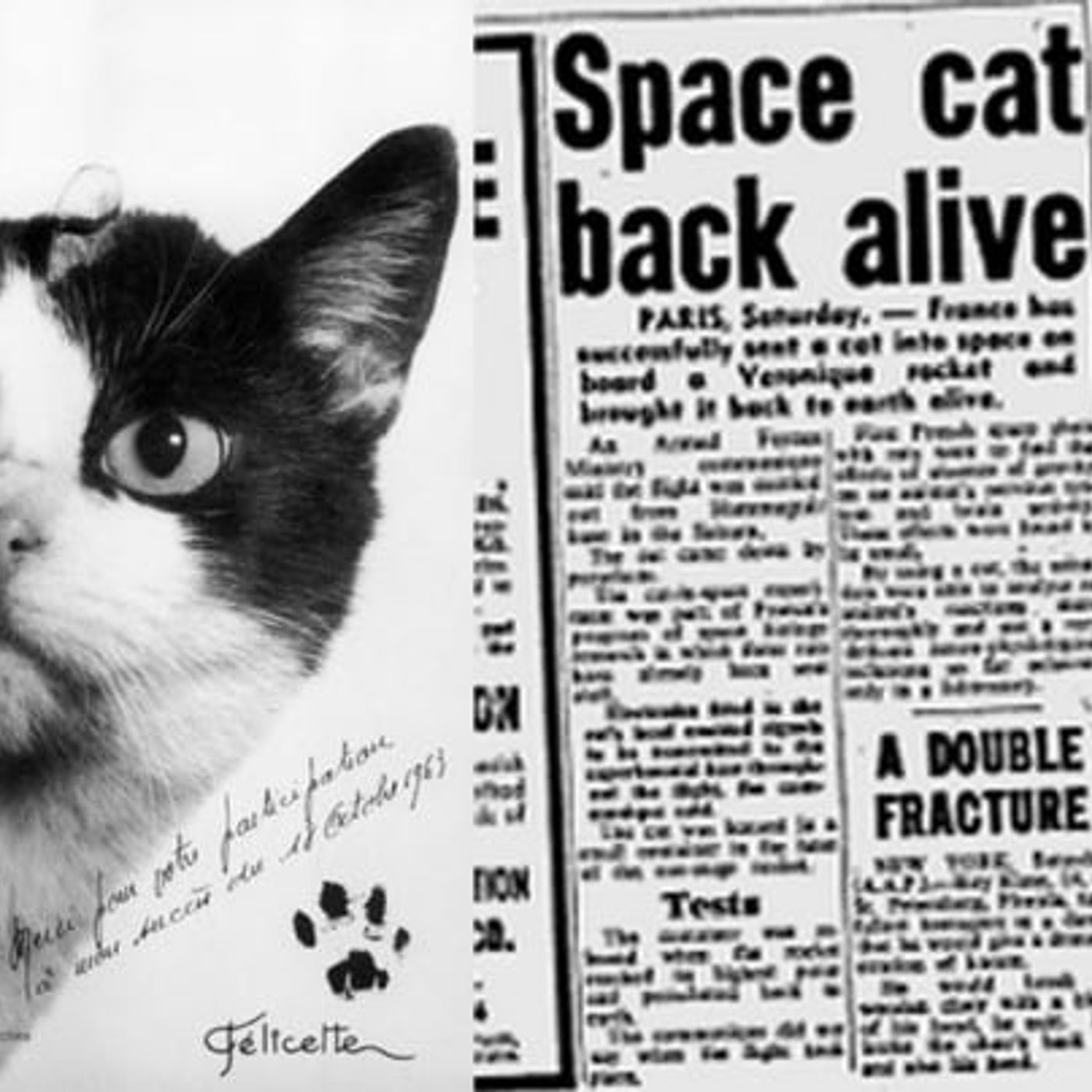 Cattività 64 - Il gatto spaziale