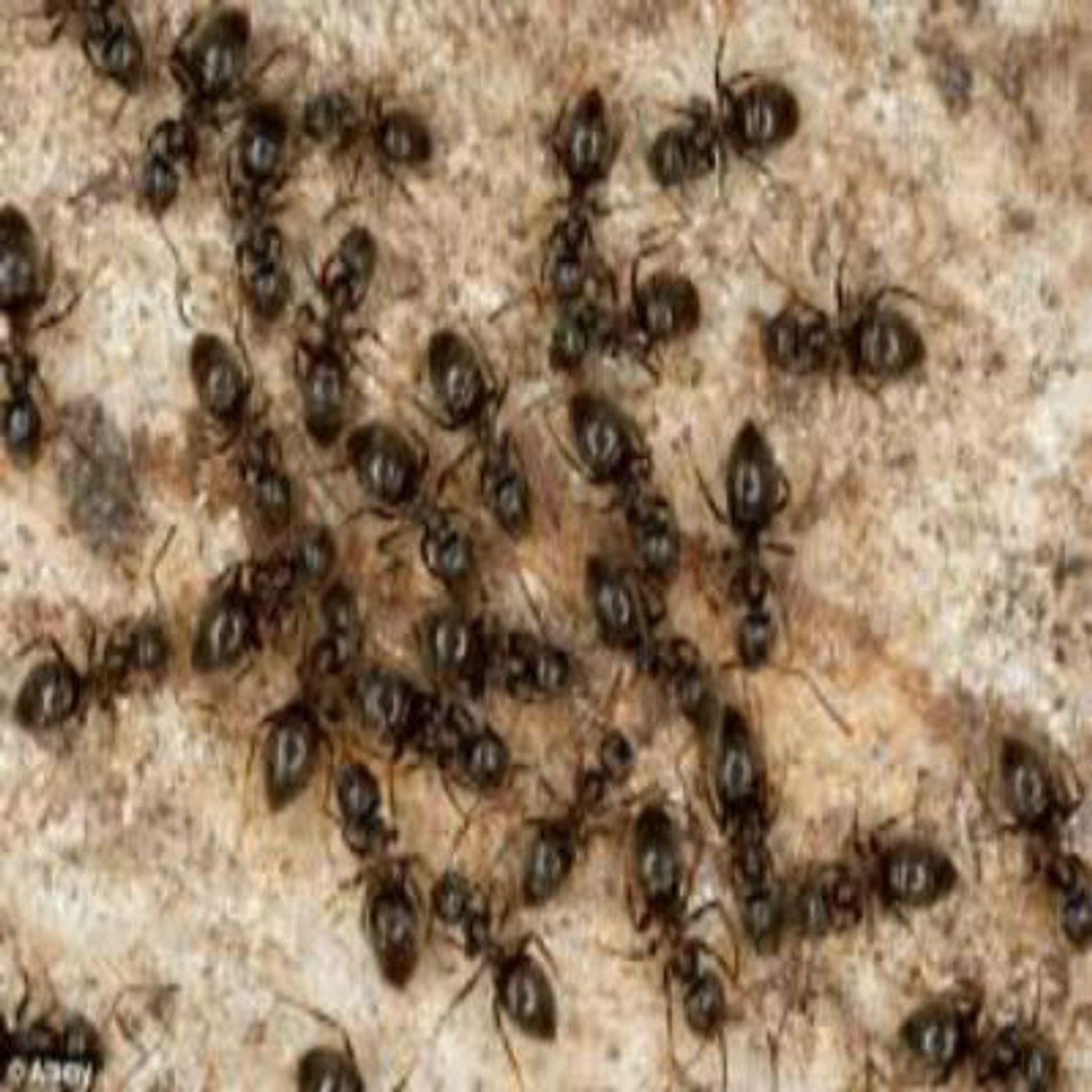 #folktalesforgrownfolks - The Philosopher, The Ants & Mercury
