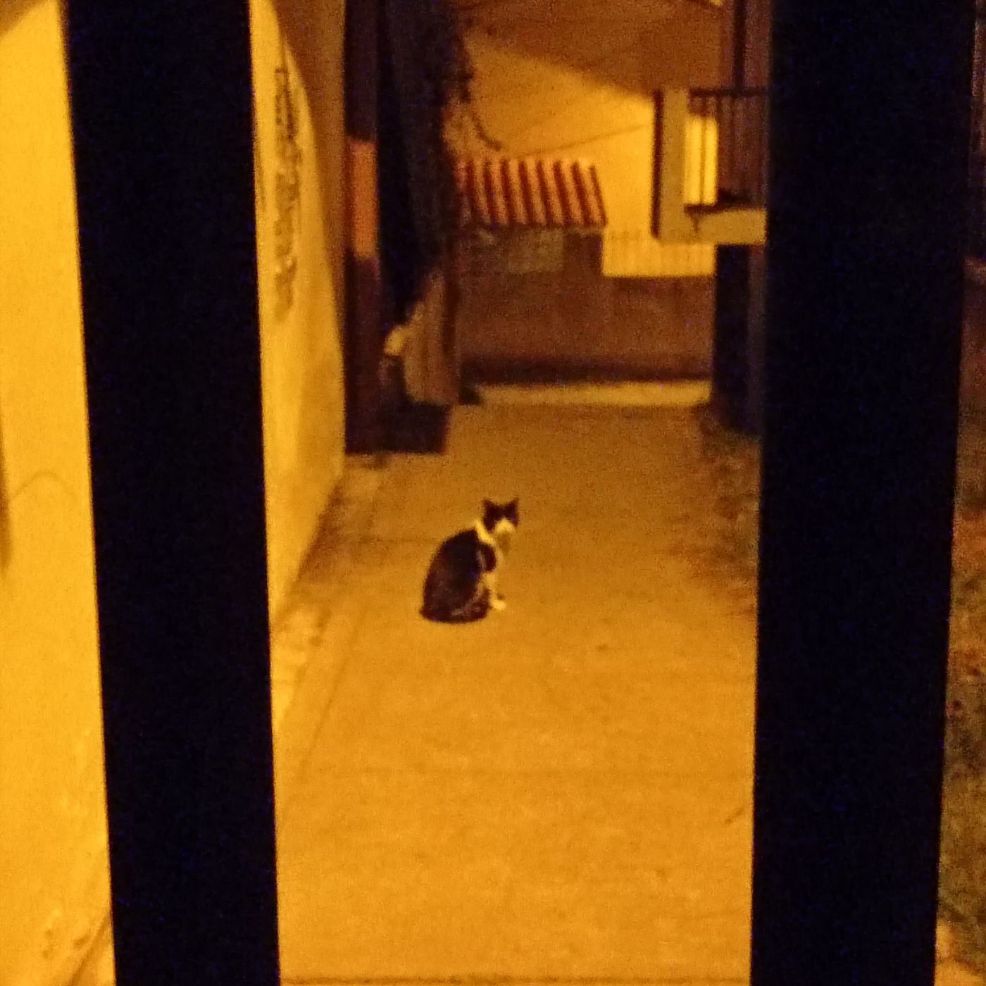 La Vida Con Una loca Cuerda.