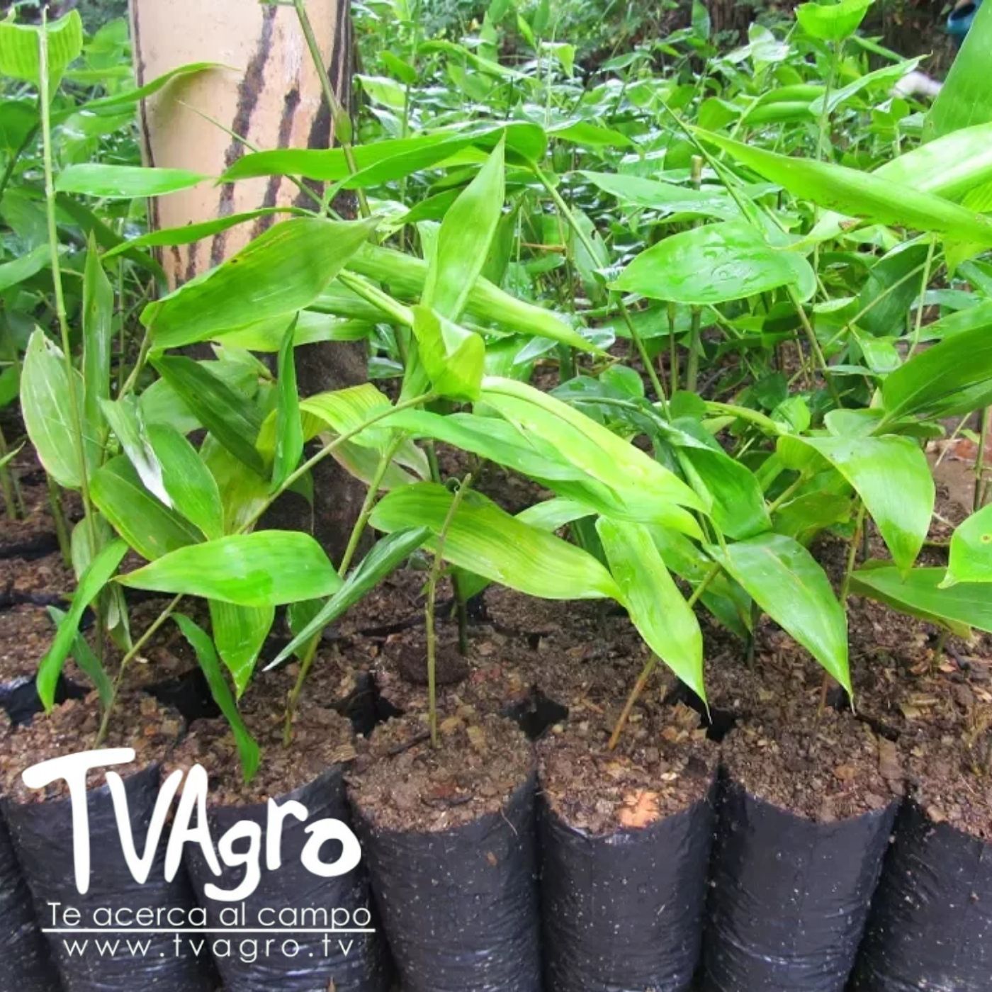 TV AGRO