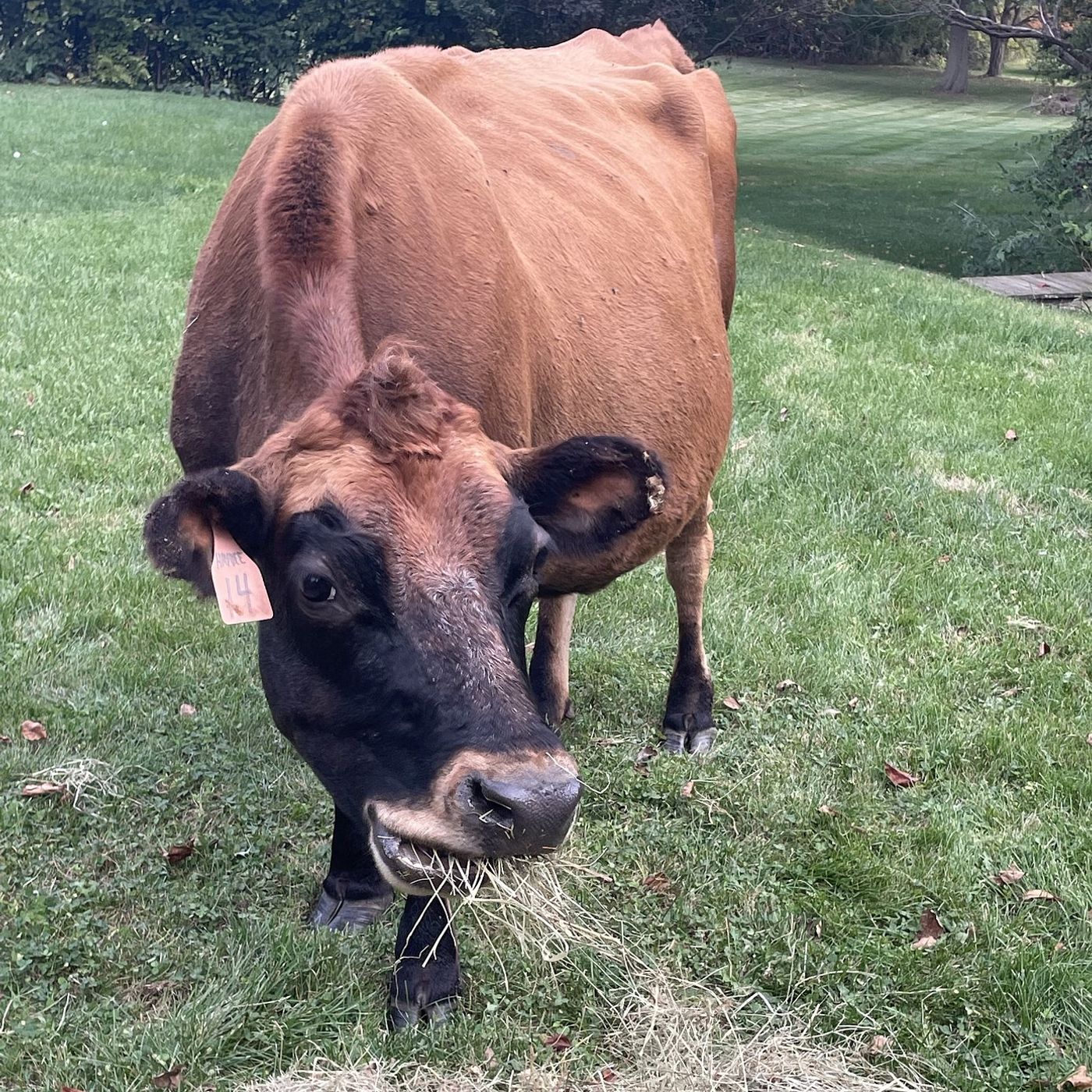 2 cows loose in Kane County re-homed after owner cited episode artwork