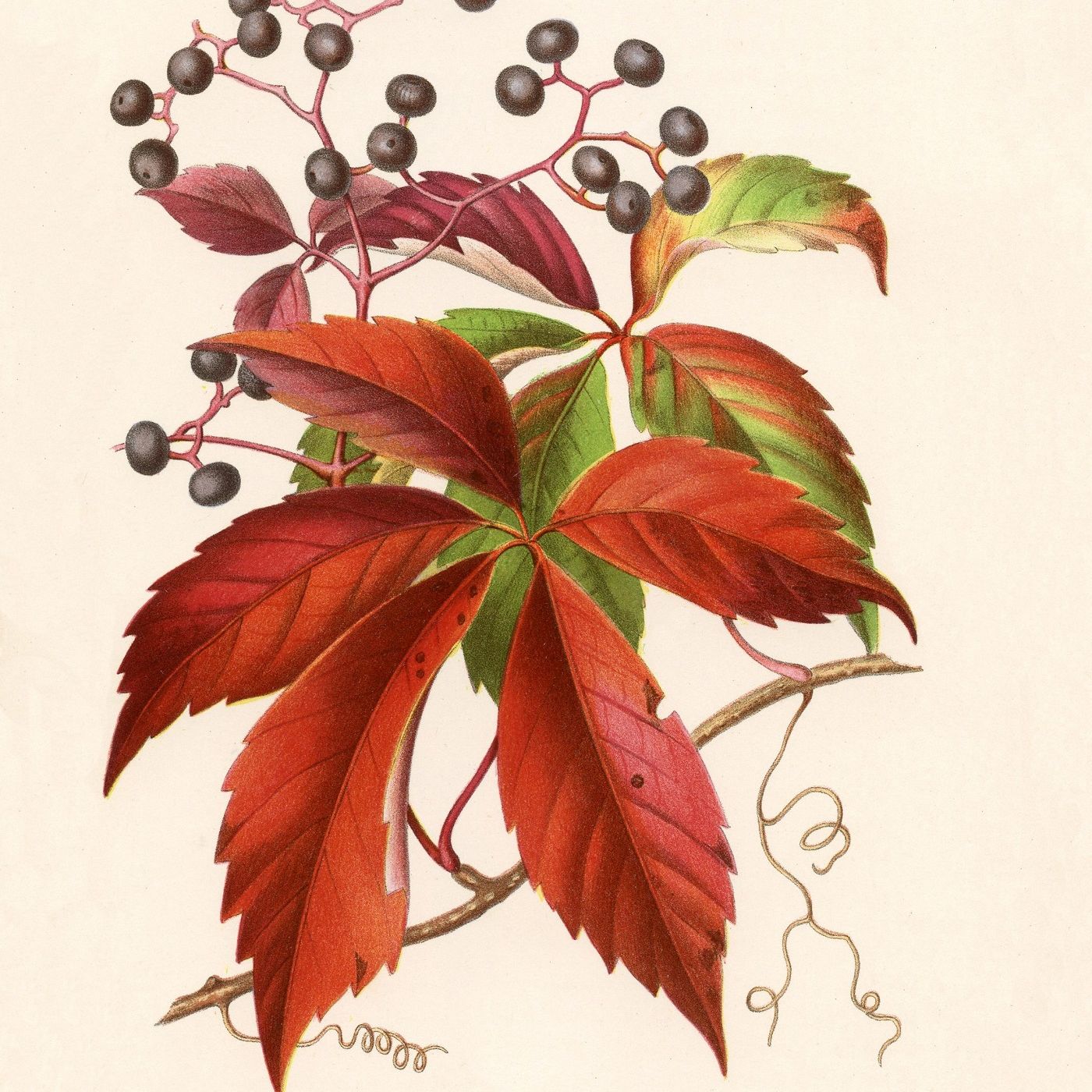 Southern Appalachian Herbs