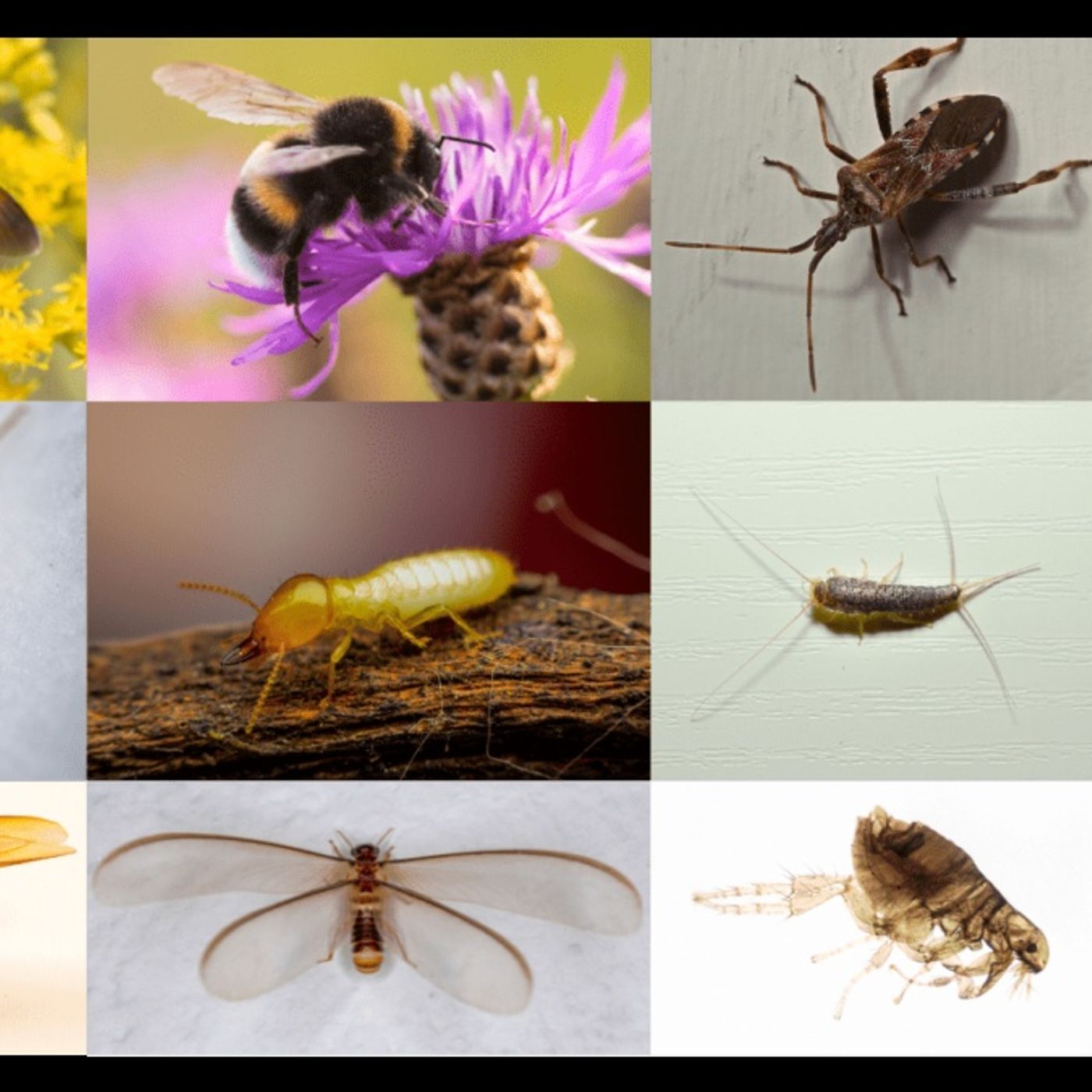 Common Pest Identification How to Tell Them Apart