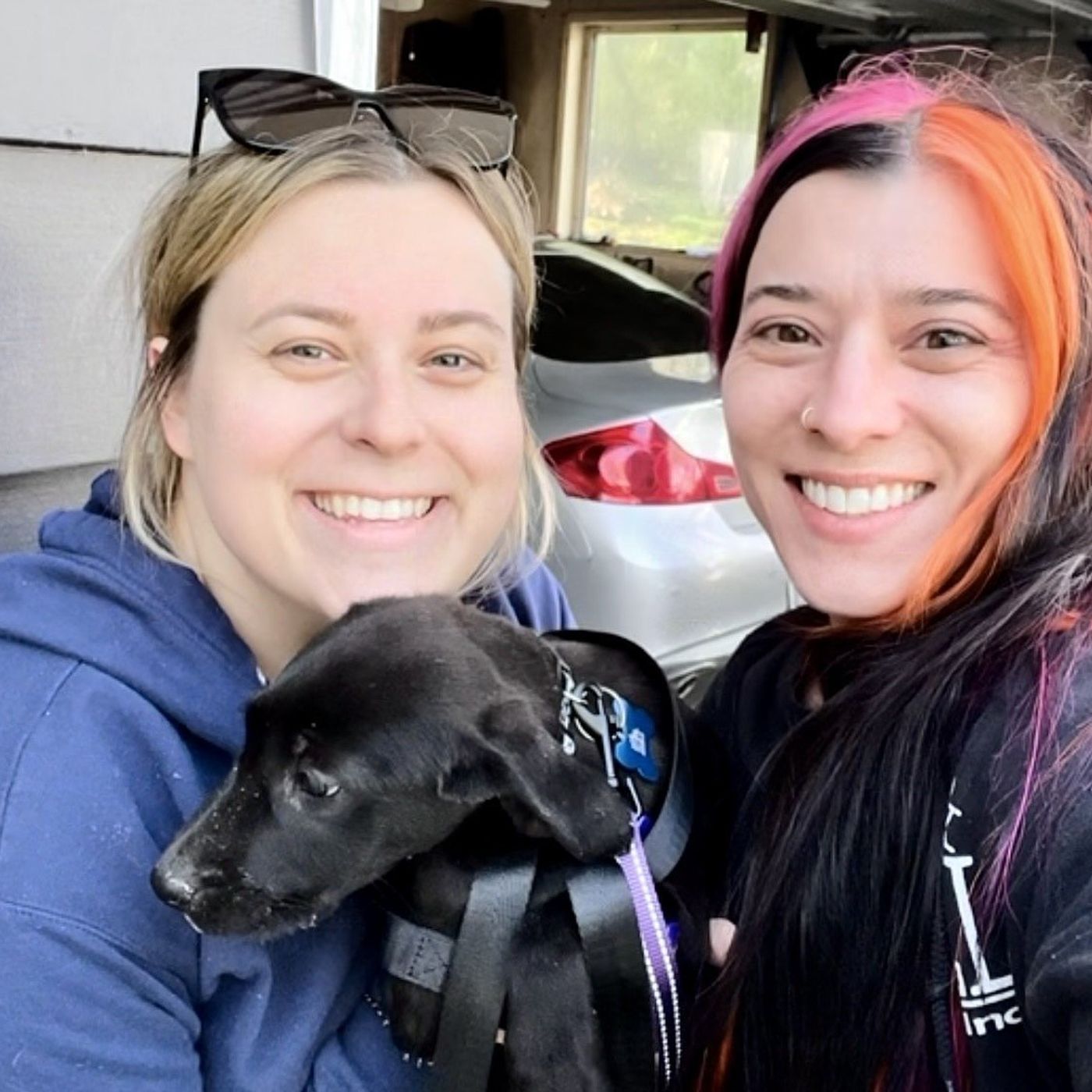 St. Charles animal rescue, brewery team up to place shelter dogs in foster homes episode artwork