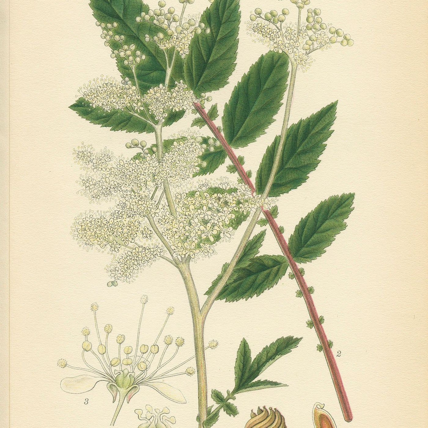 Southern Appalachian Herbs