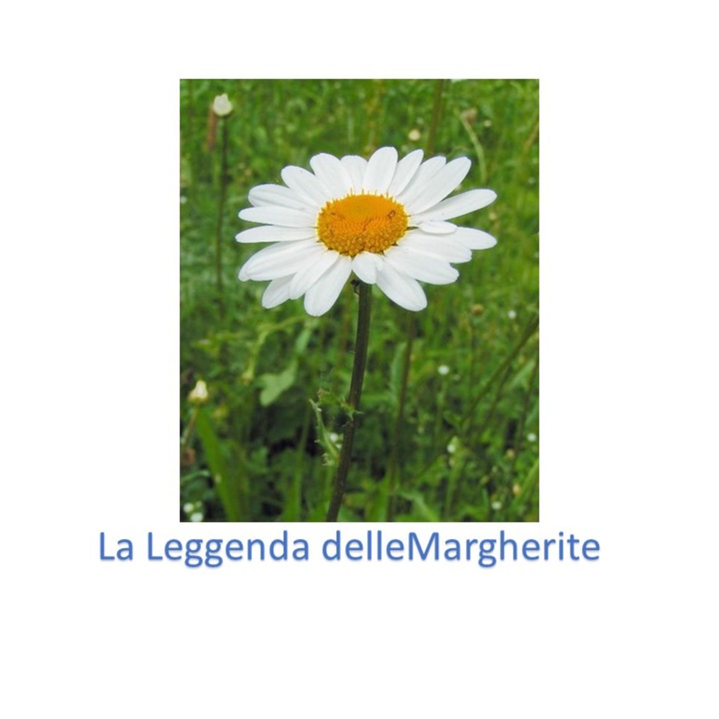 La Leggenda delle Margherite