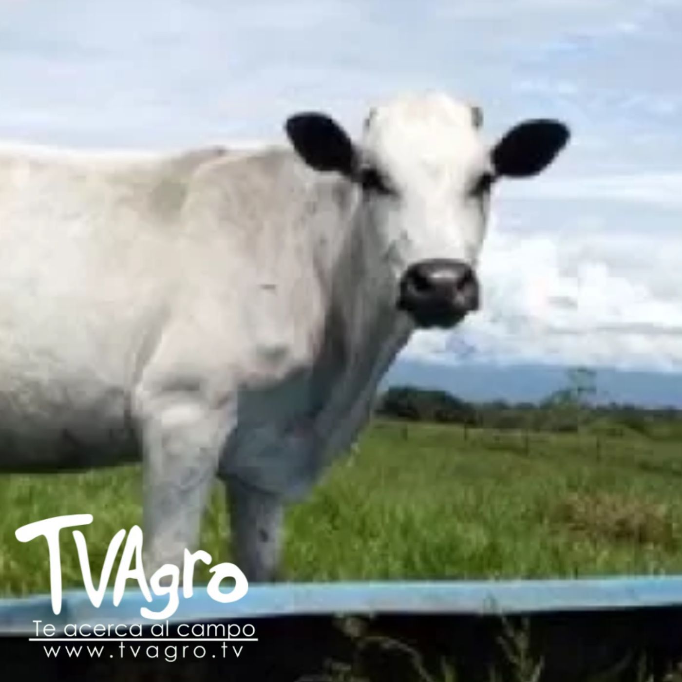 TV AGRO