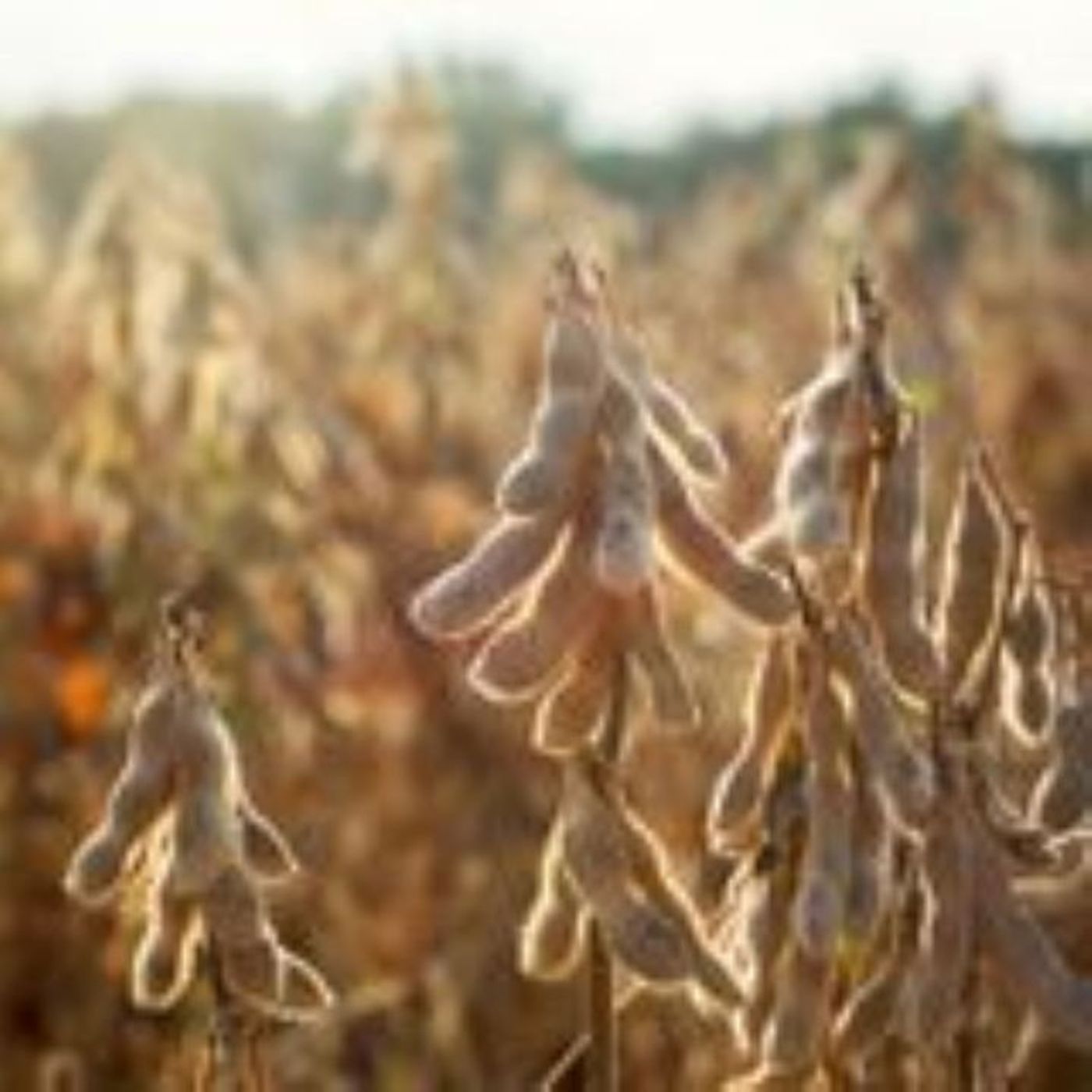 Soja: demanda chinesa e clima nos EUA elevam indicador Cepea | BBcast Agro - 10/07/2026 episode artwork