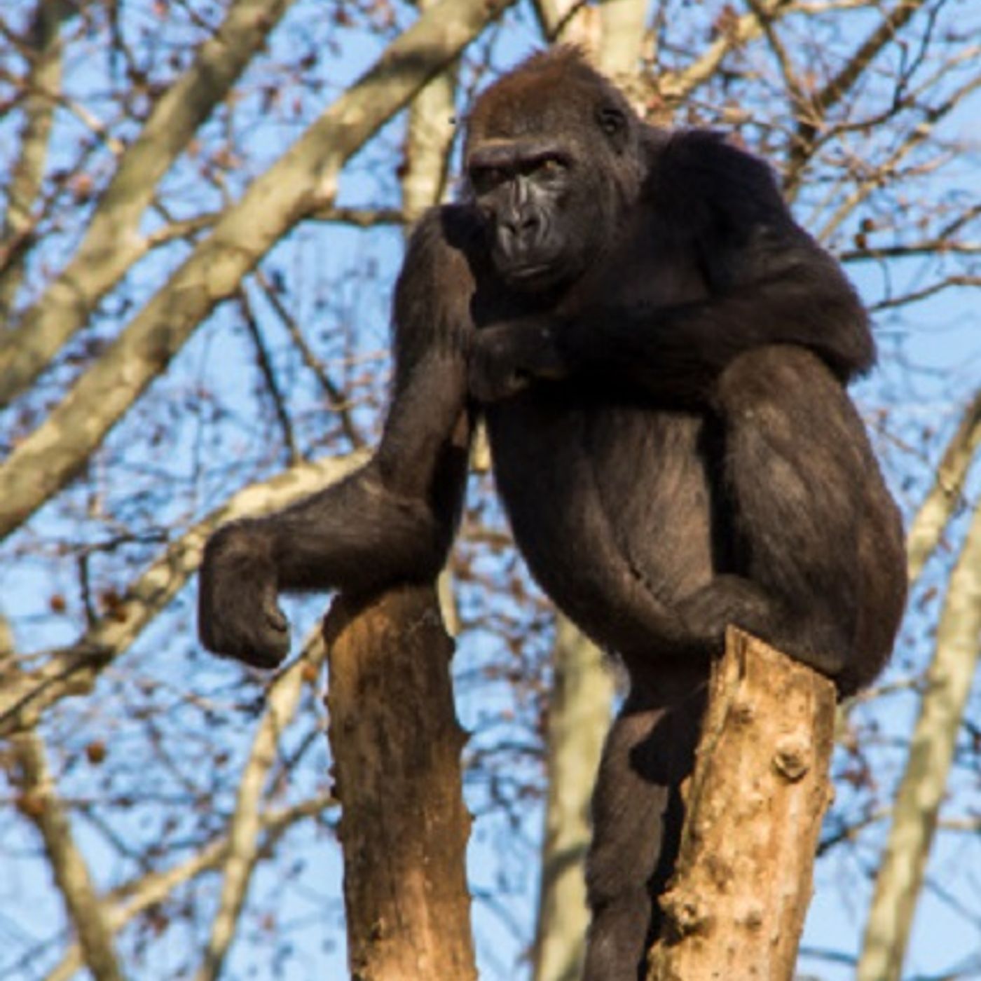 (Joke of the Day) A woman has a Gorilla in a tree! episode artwork