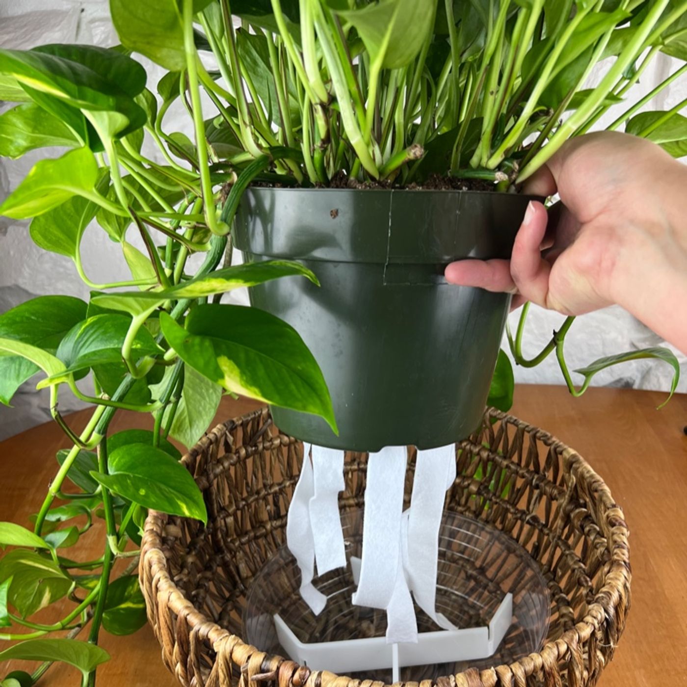 Episode 126 - Set your plants up for success!