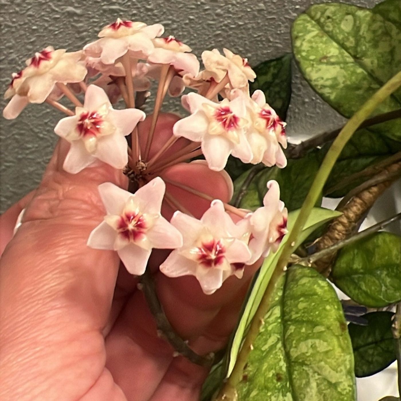 Episode 310 - On “giving up houseplants” 🤣 Episode 310 - On “giving up houseplants” 🤣