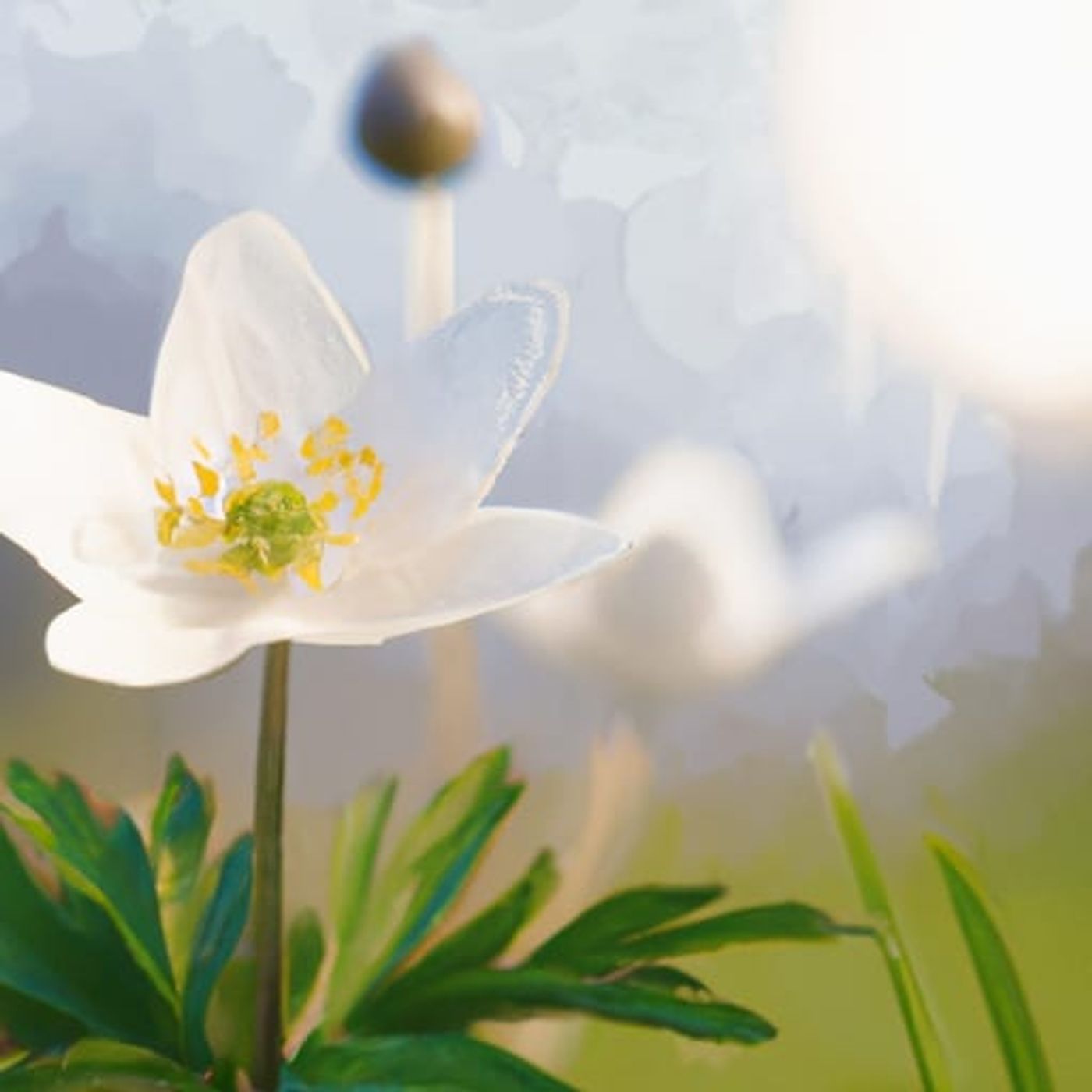 The windflower's story | Nature Stories For Kids episode artwork