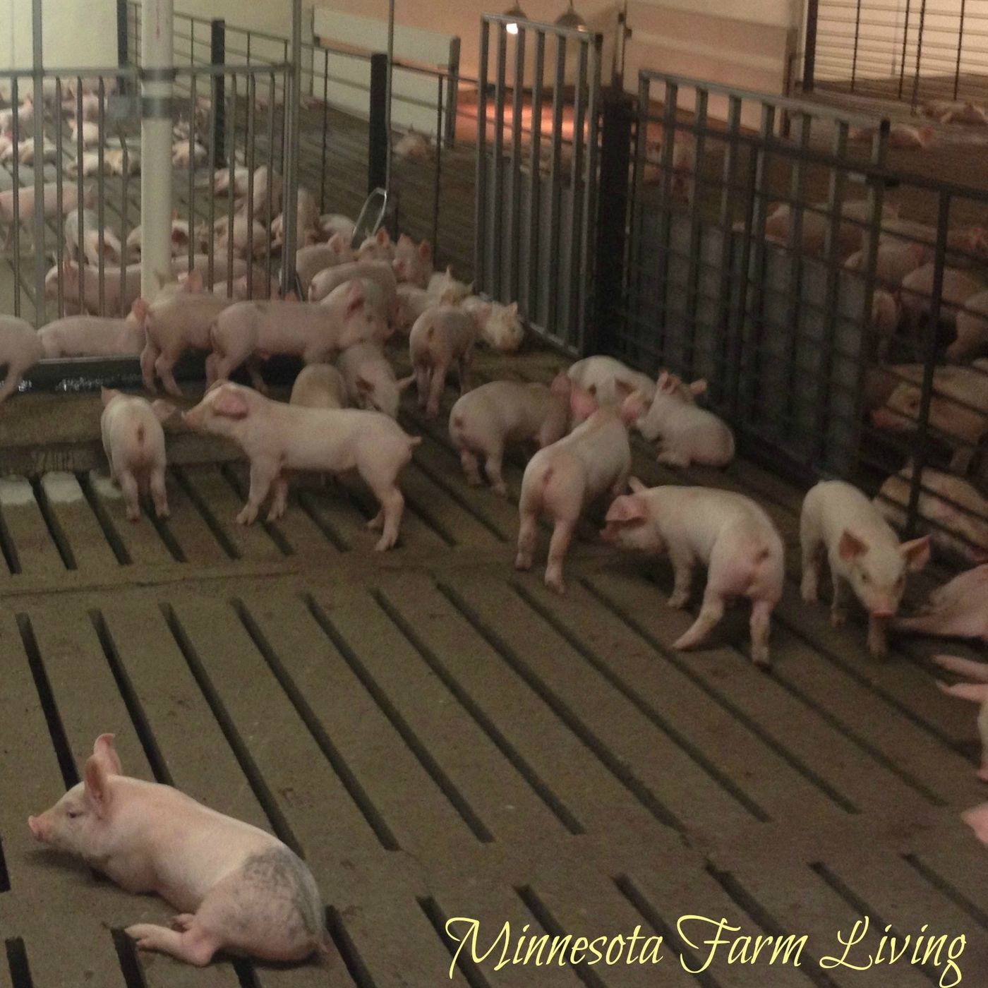 Food and Farm