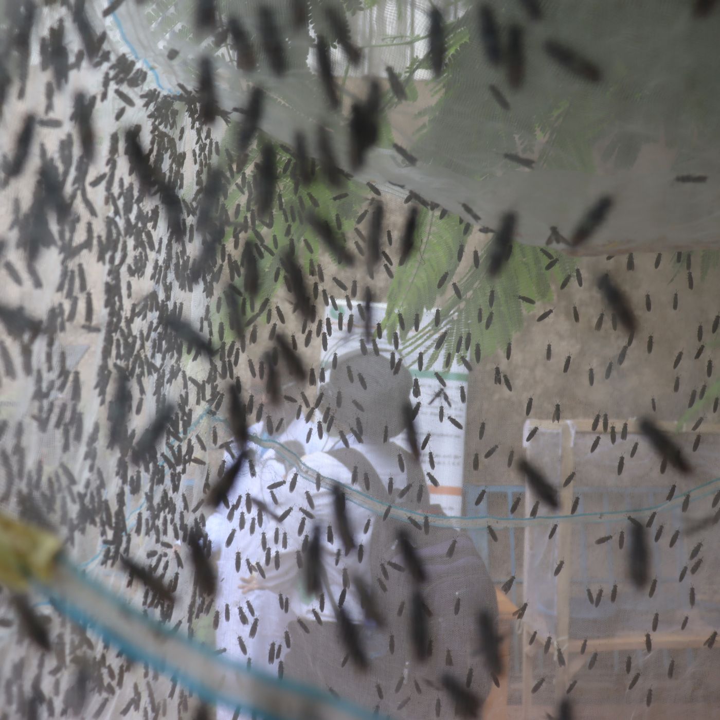 À la découverte d’une nouvelle technique de création d’insectes bénéfiques pour les cultures (Niger sur Kalangou) episode artwork