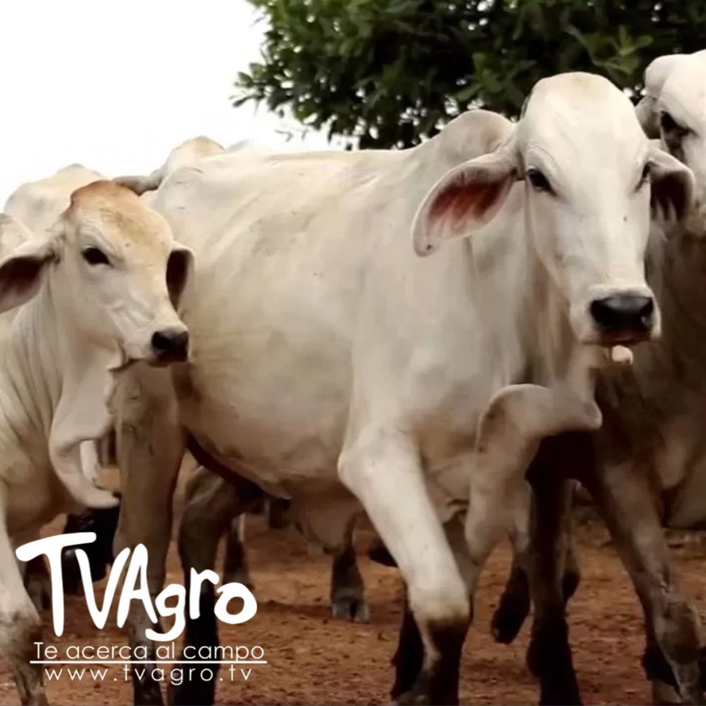 TV AGRO