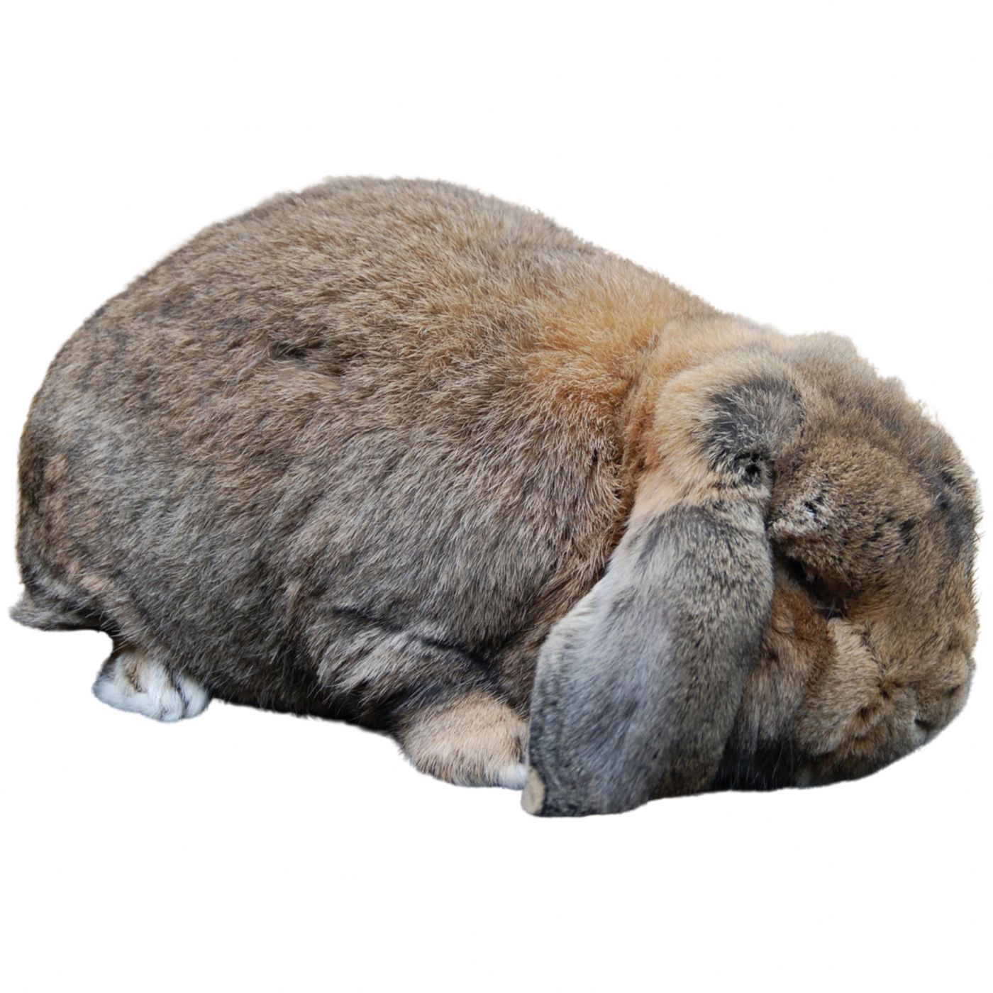 20 cuentos del conejito dormilón