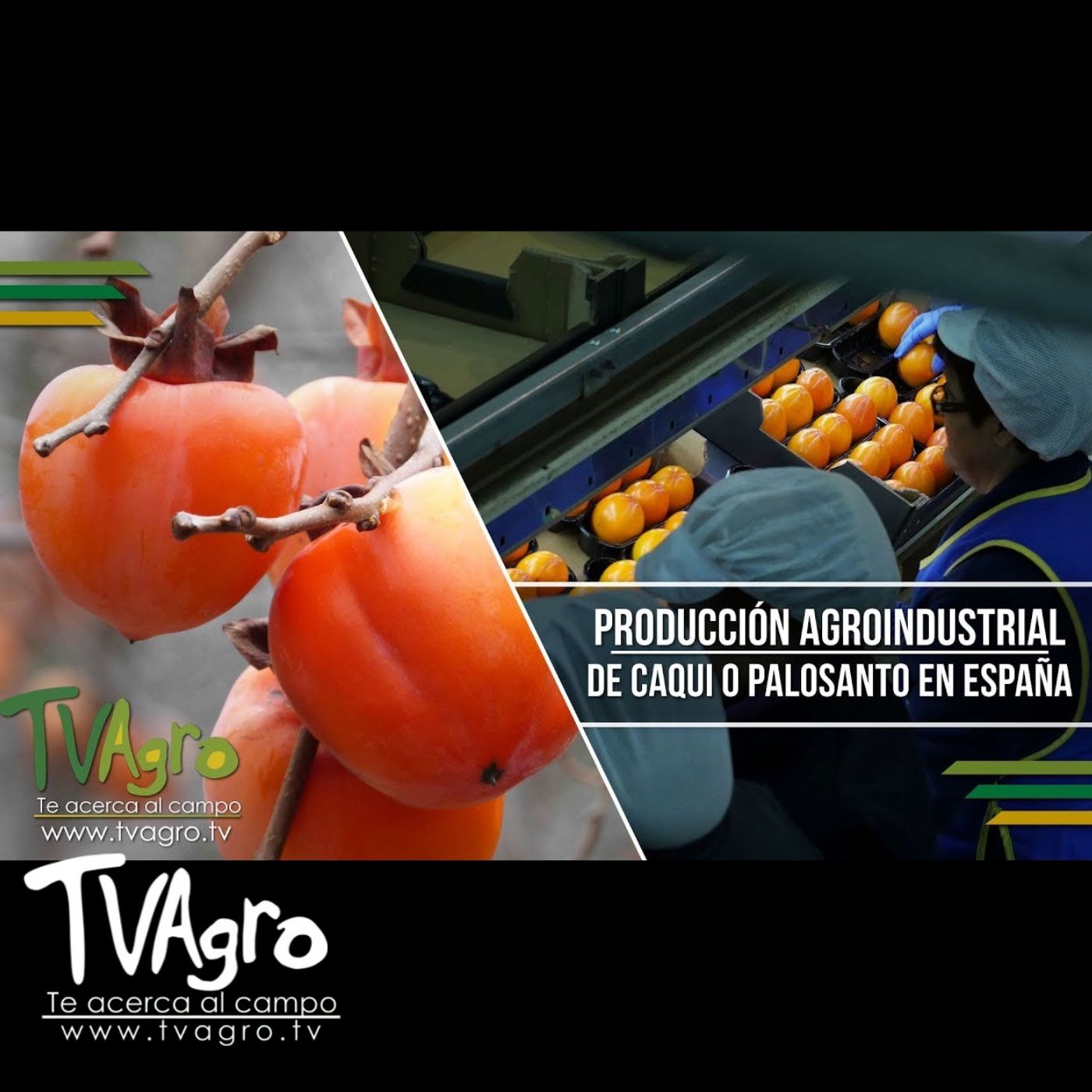 TV AGRO