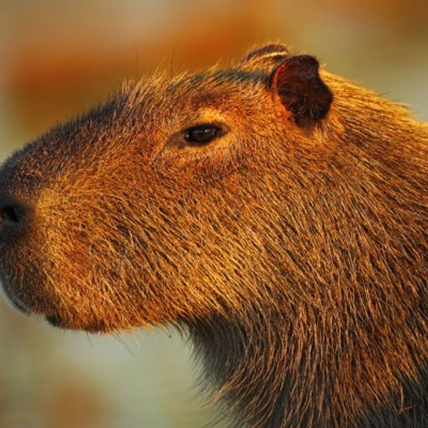 Capivara Filosófica Ensina, Explica e Complica